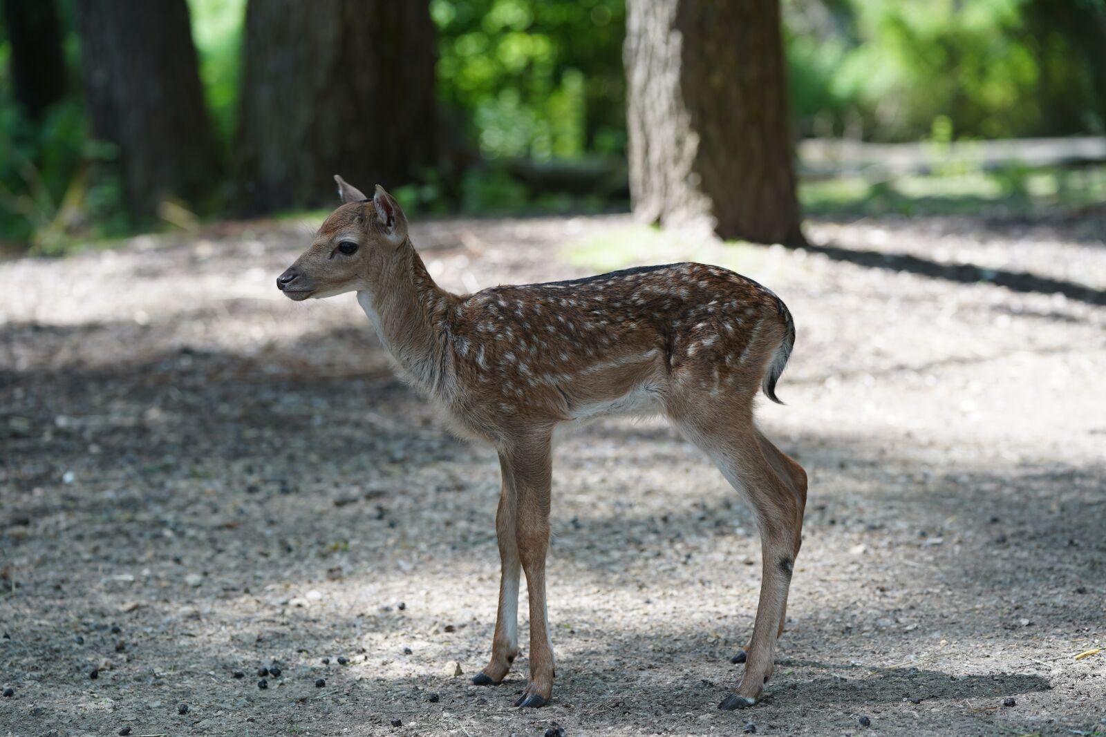 Sony FE 70-200mm F2.8 GM OSS sample photo. Roe deer, suckle, cute photography