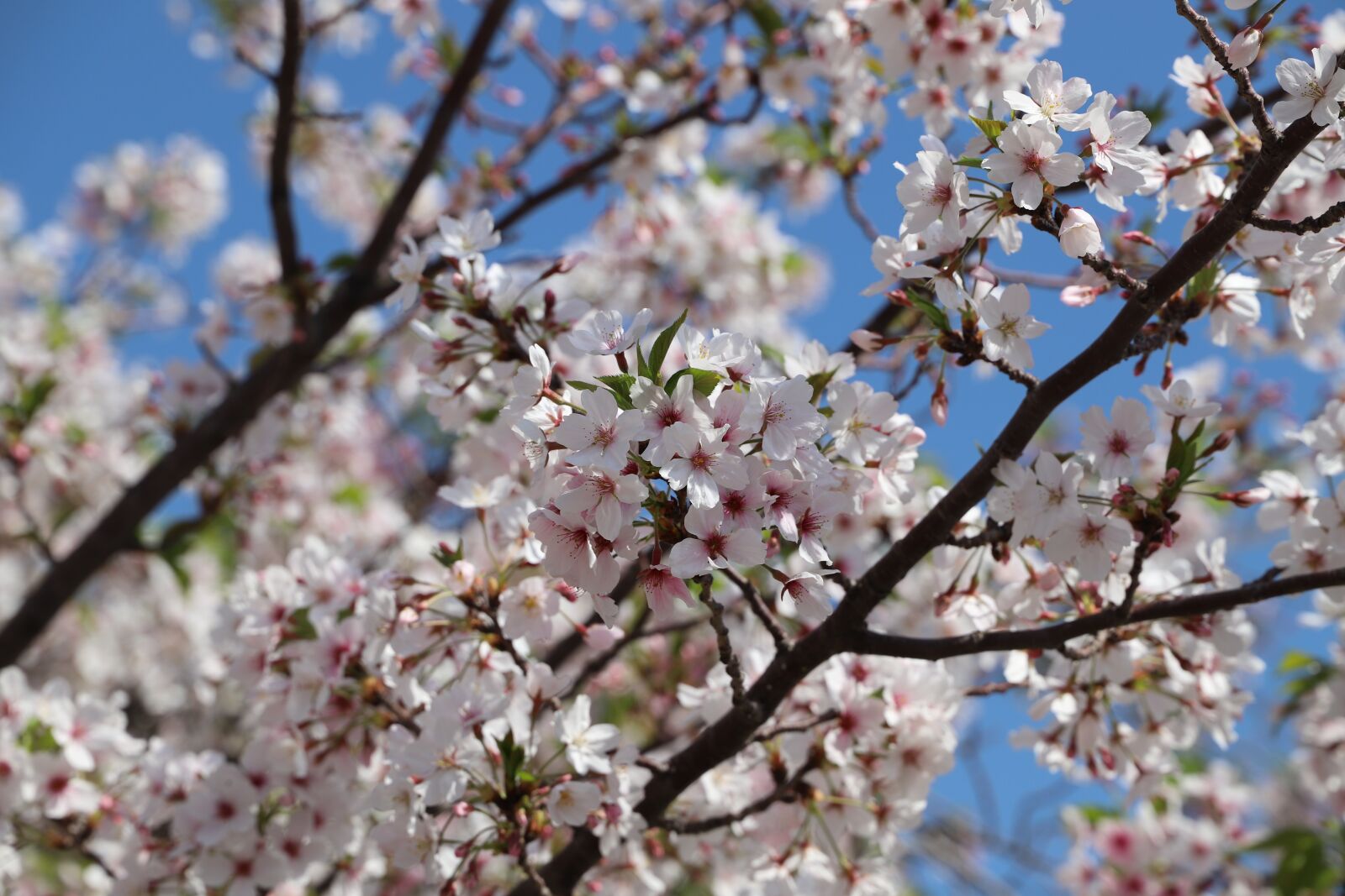 Canon EOS 6D Mark II sample photo. Cherry, tree, flower photography