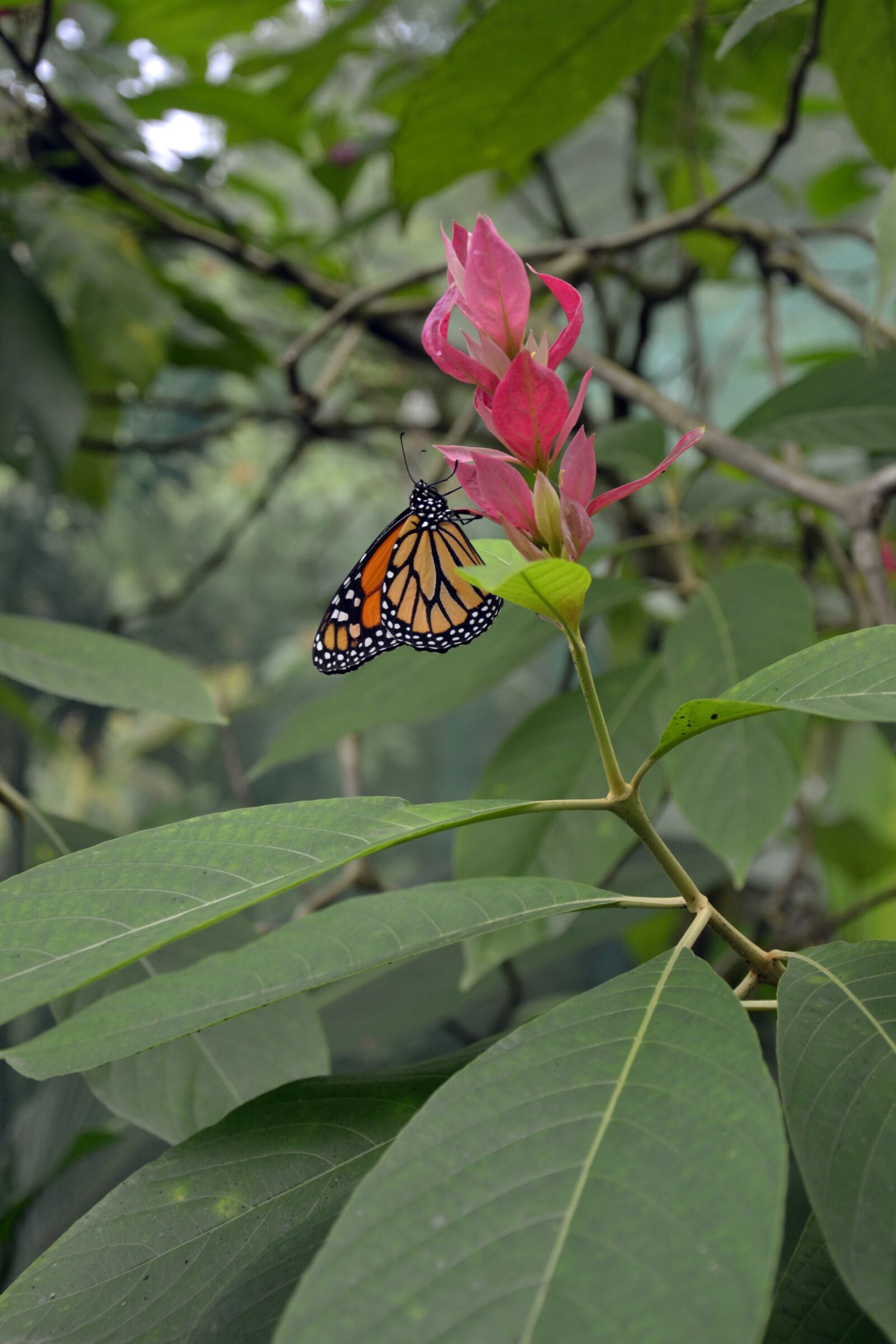 Nikon D3100 sample photo. Butterfly, flower, vegetation photography