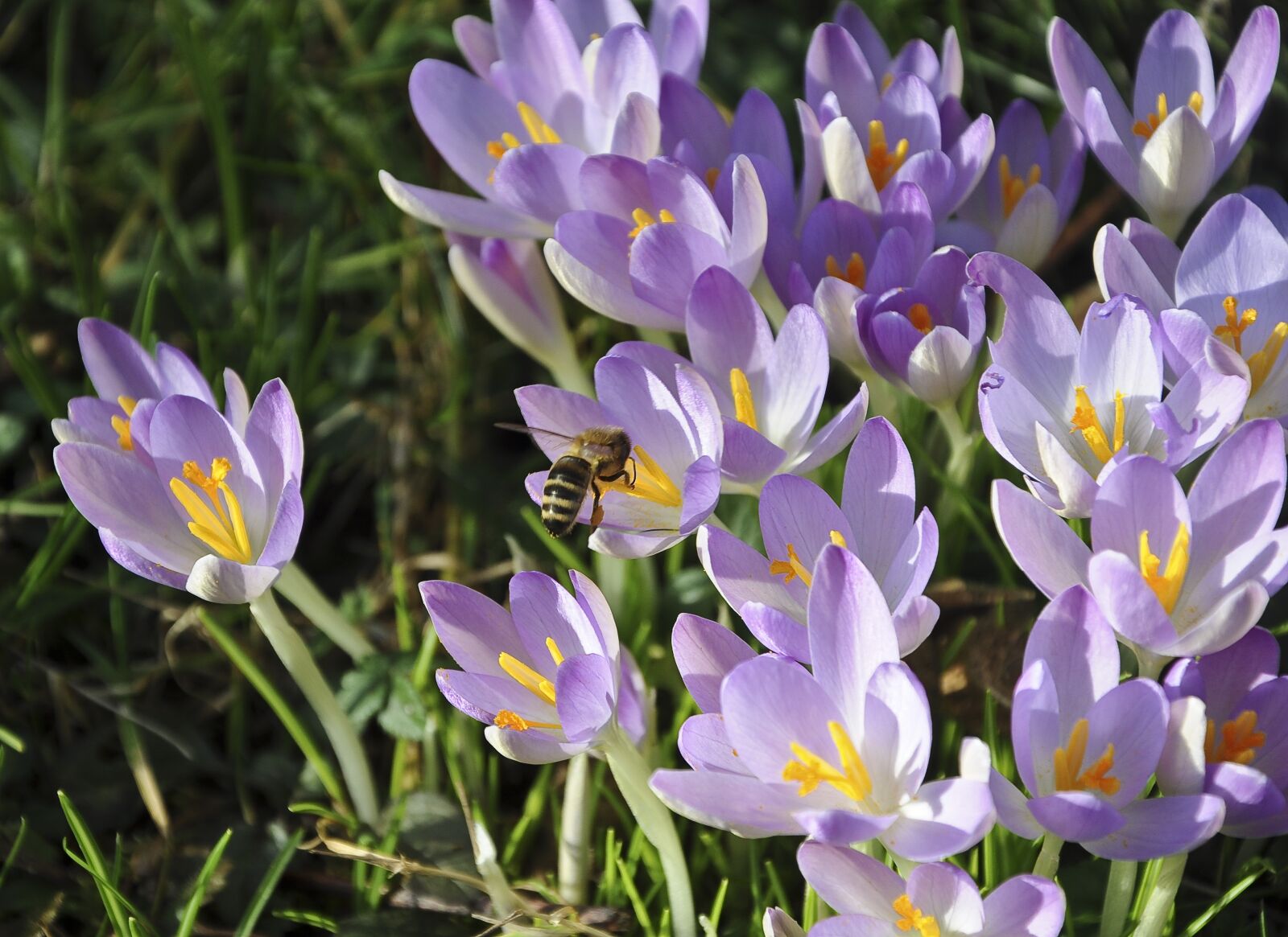 Nikon D90 sample photo. Crocus, bee, flower photography