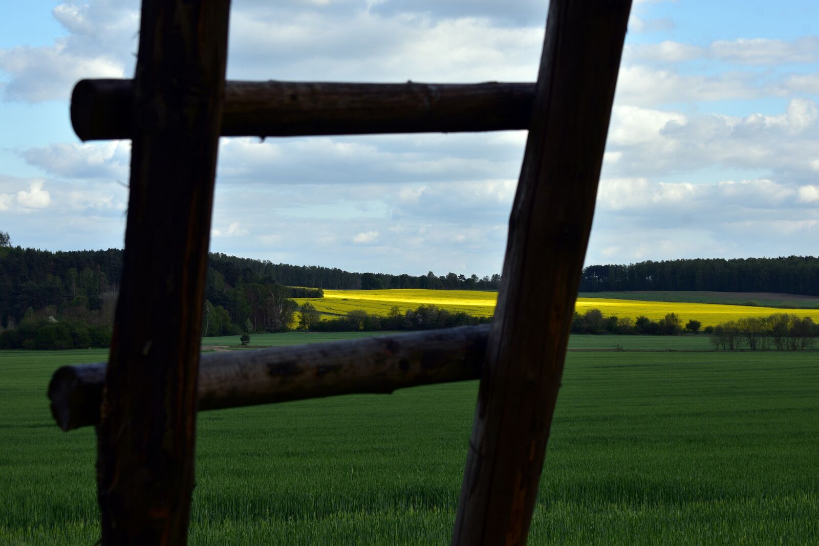 Nikon D3400 sample photo. Rapeseed, field, yellow photography