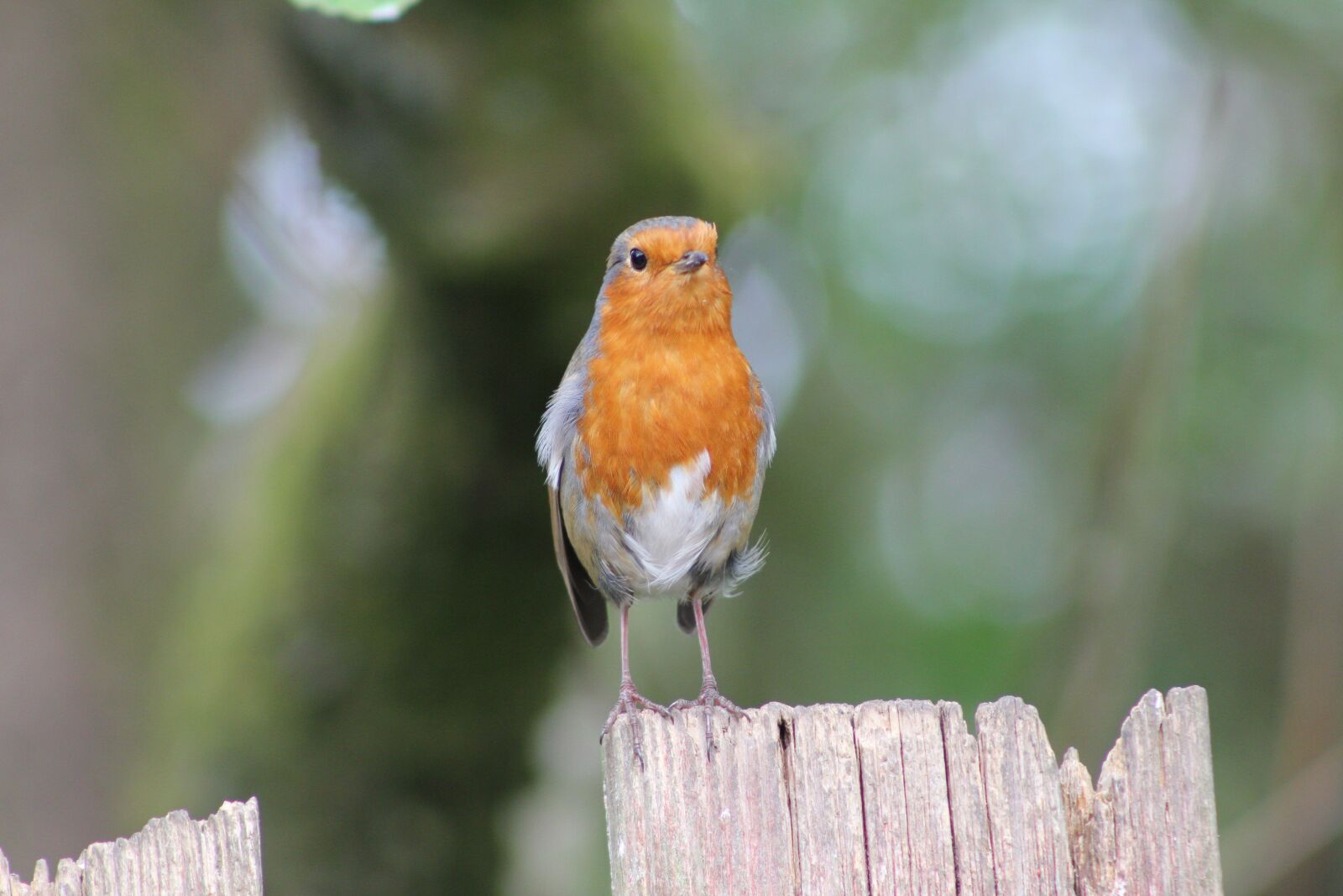 Canon EOS 550D (EOS Rebel T2i / EOS Kiss X4) sample photo. Bird, robin, feather photography