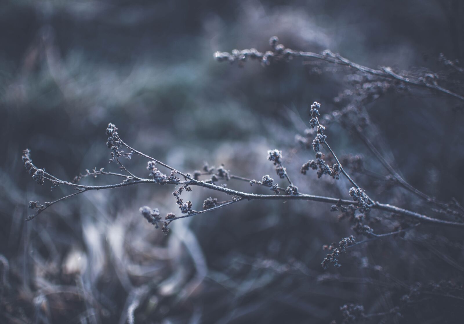 Nikon D700 sample photo. Branch, close-up, flora photography