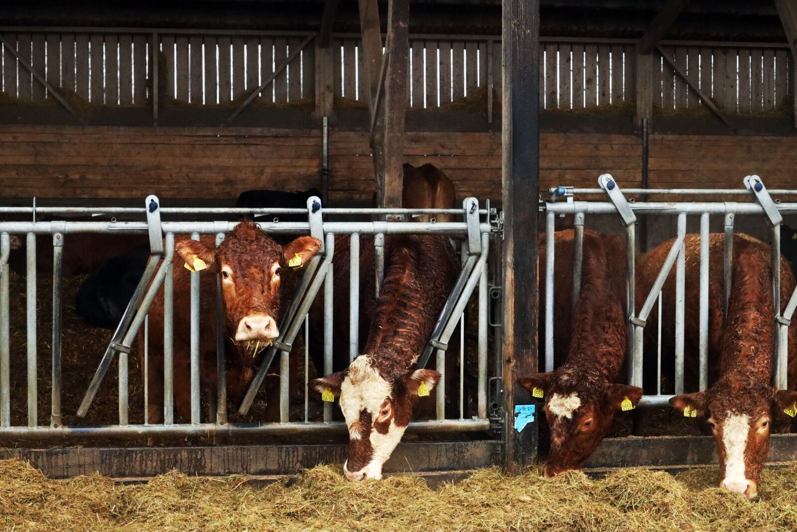 Canon RF 24-240mm F4-6.3 IS USM sample photo. Cattle, cowshed, animal photography