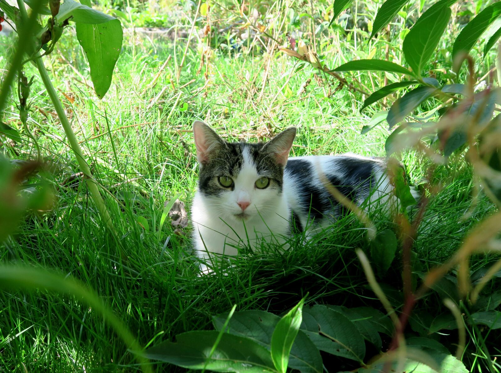 Canon PowerShot G7 X sample photo. Cat, grass, green photography