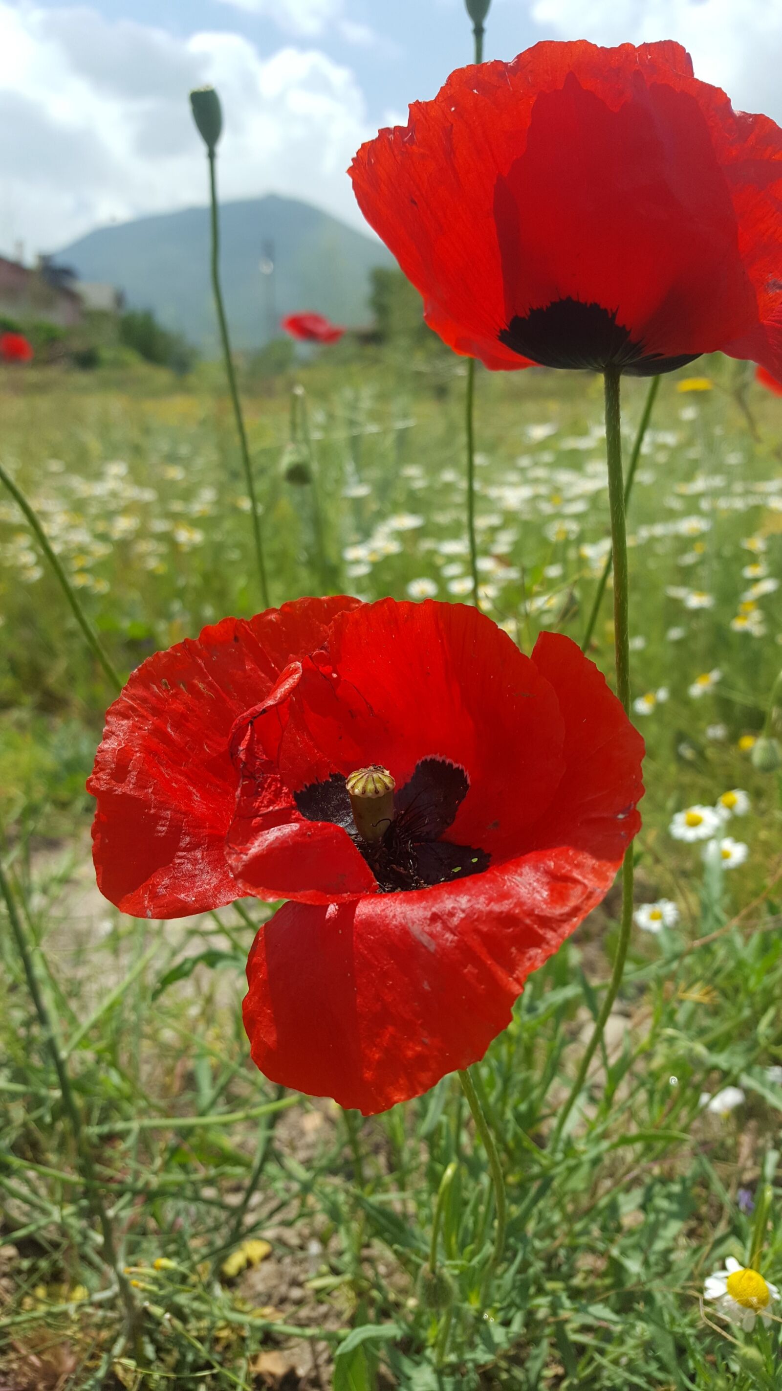 Samsung Galaxy S6 sample photo. Papaver rhoeas, flower, open photography