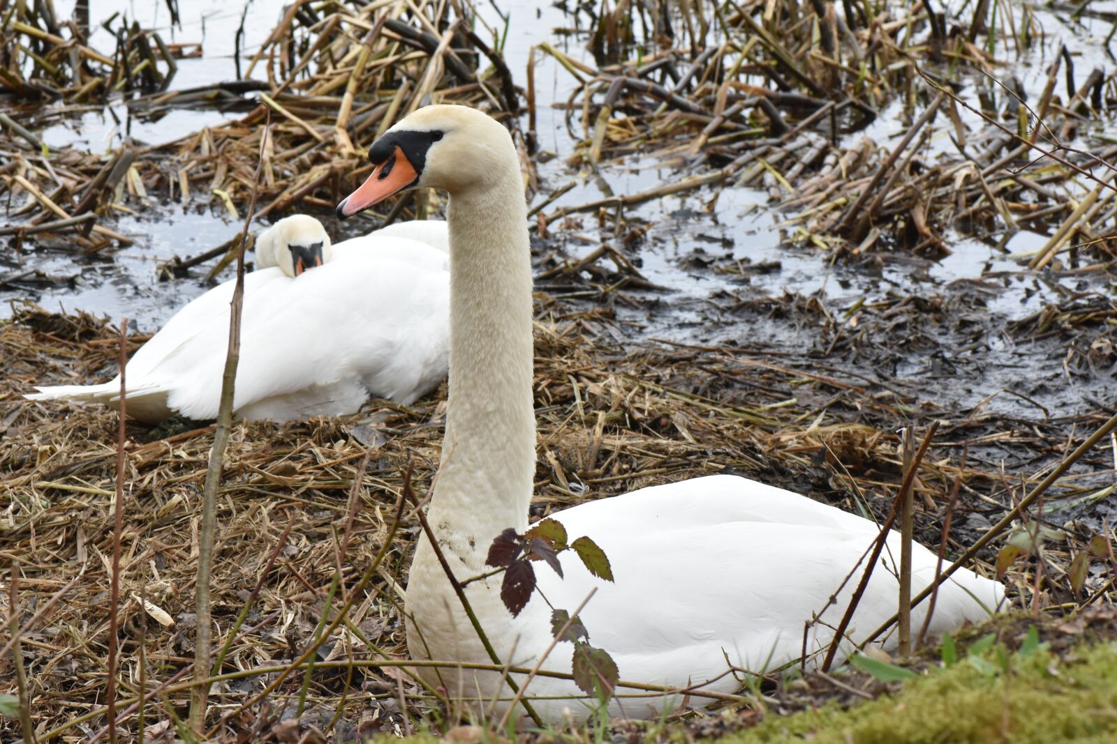 Nikon D7200 sample photo. Swan, white, torque photography