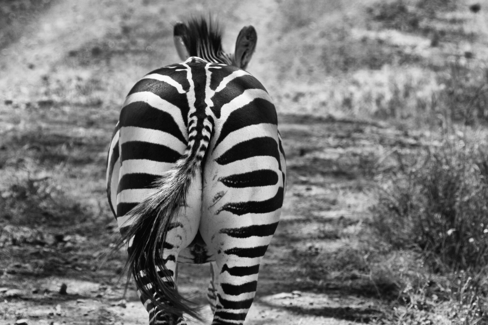 Canon EF 100-400mm F4.5-5.6L IS USM sample photo. Zebra, africa, safari photography
