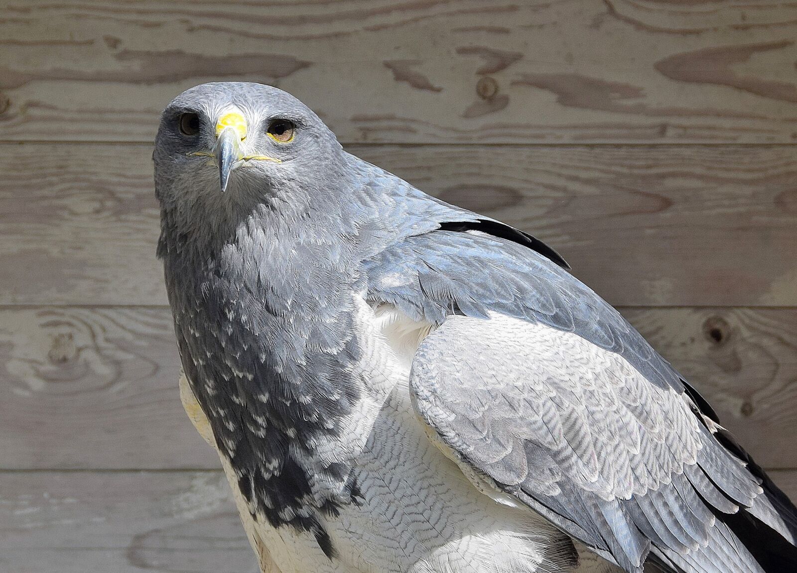 Nikon D3300 sample photo. Adler, raptor, bird of photography