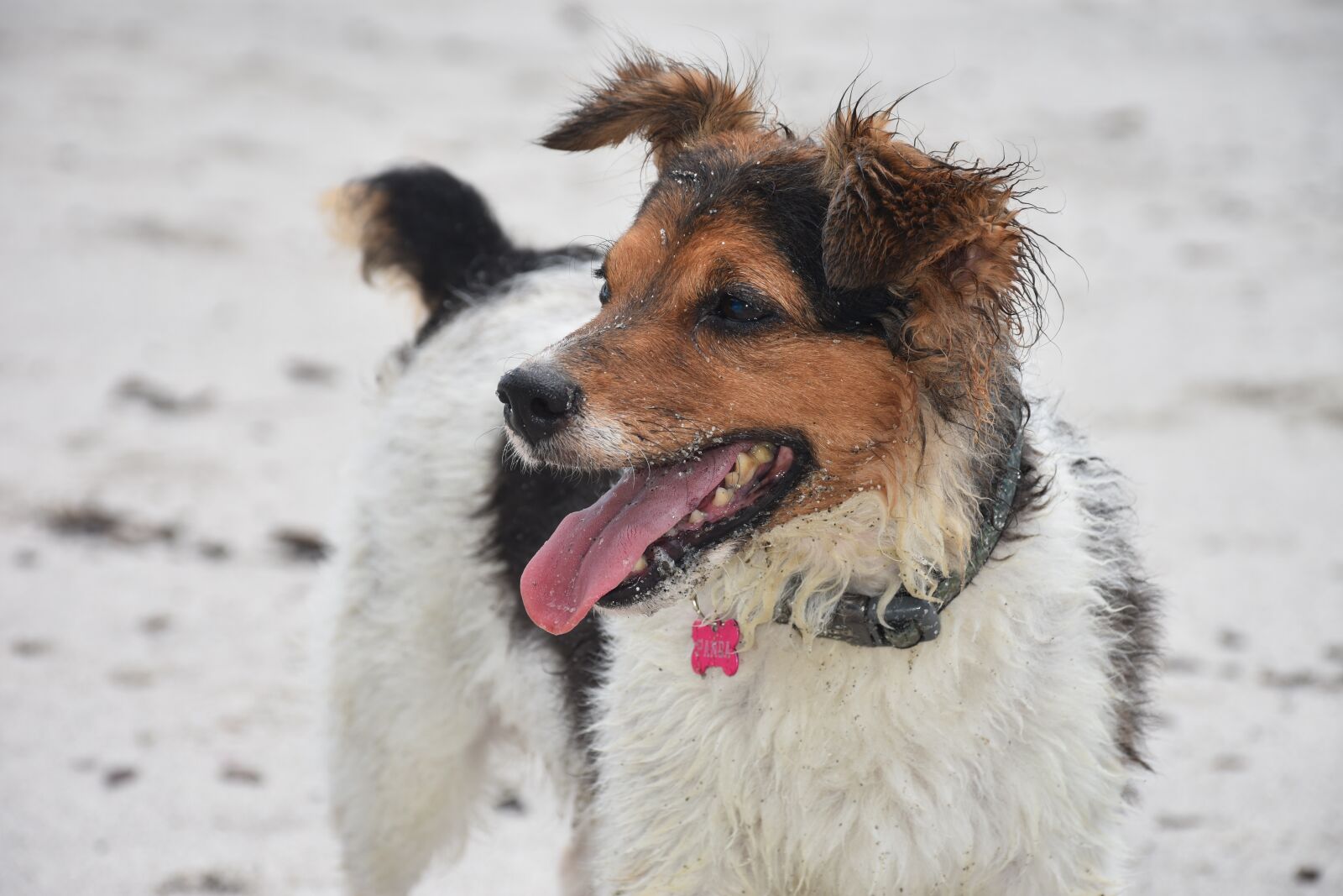 Nikon D7200 sample photo. Dog, pet, pets photography