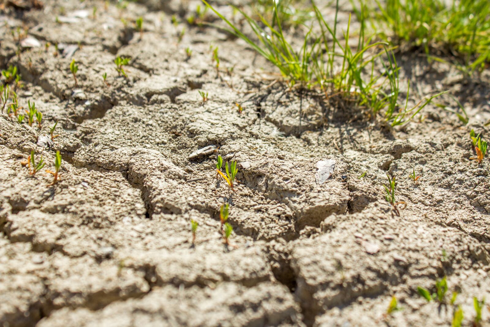 Canon EOS 60D + Canon EF-S 18-55mm F3.5-5.6 IS II sample photo. Drought, dry, cracks photography