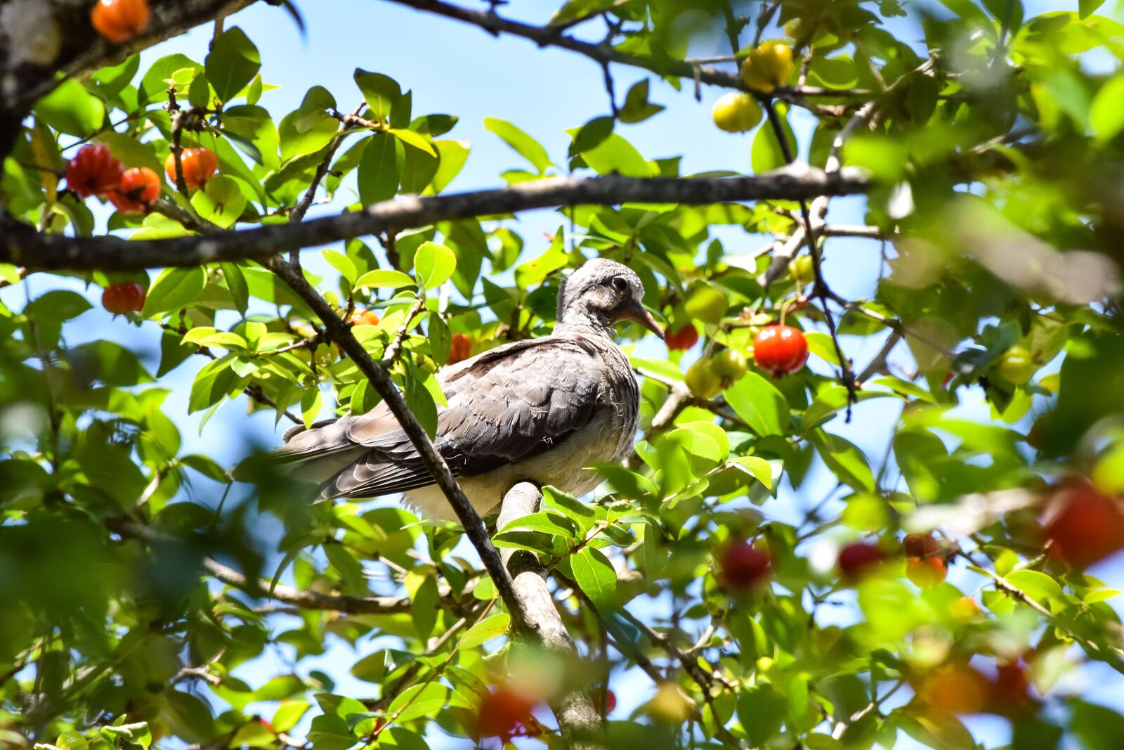 Nikon D5500 sample photo. Bird, tree, nature photography