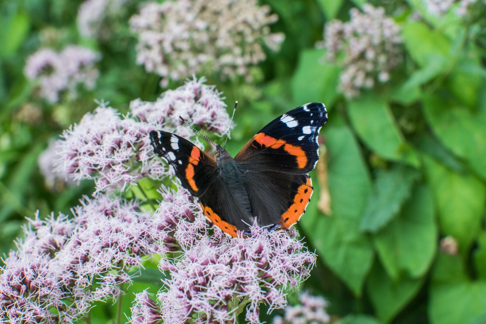 Nikon D3300 sample photo. Butterfly, blossom, bloom photography