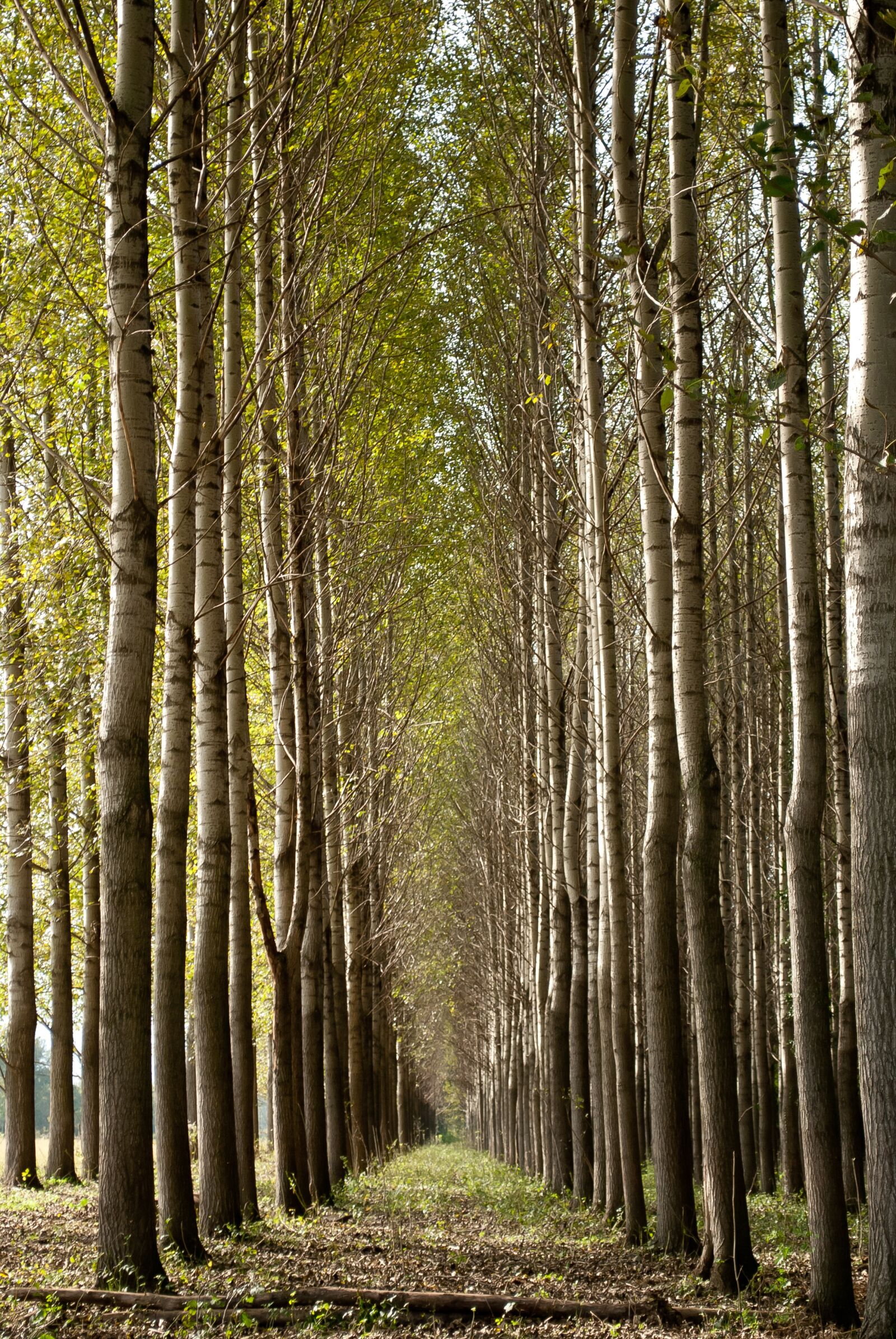 Nikon D60 sample photo. Forest, trees, plants photography