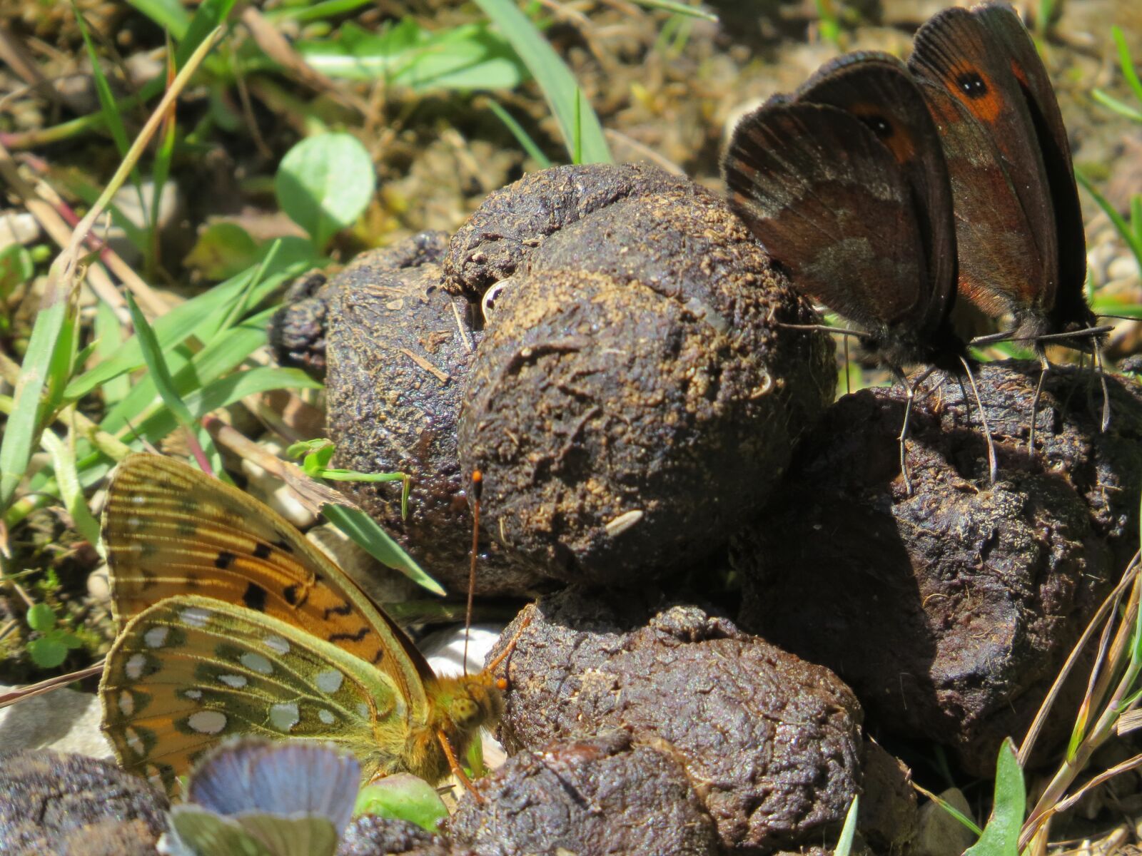 Canon PowerShot SX50 HS sample photo. Butterflies, kot, alpine photography