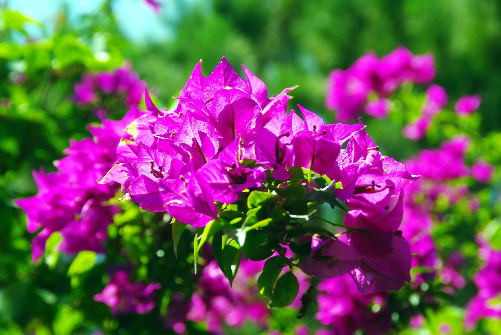 Pentax K200D sample photo. Bougainvillea, botany, exotic flowers photography
