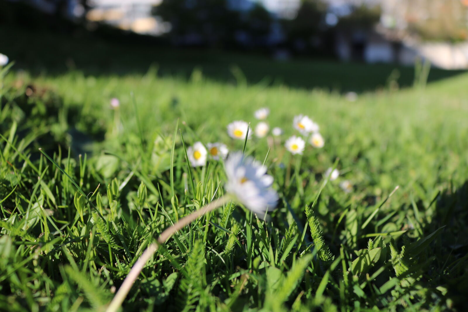 Canon EOS 750D (EOS Rebel T6i / EOS Kiss X8i) sample photo. Day, flower, flowers, meadow photography