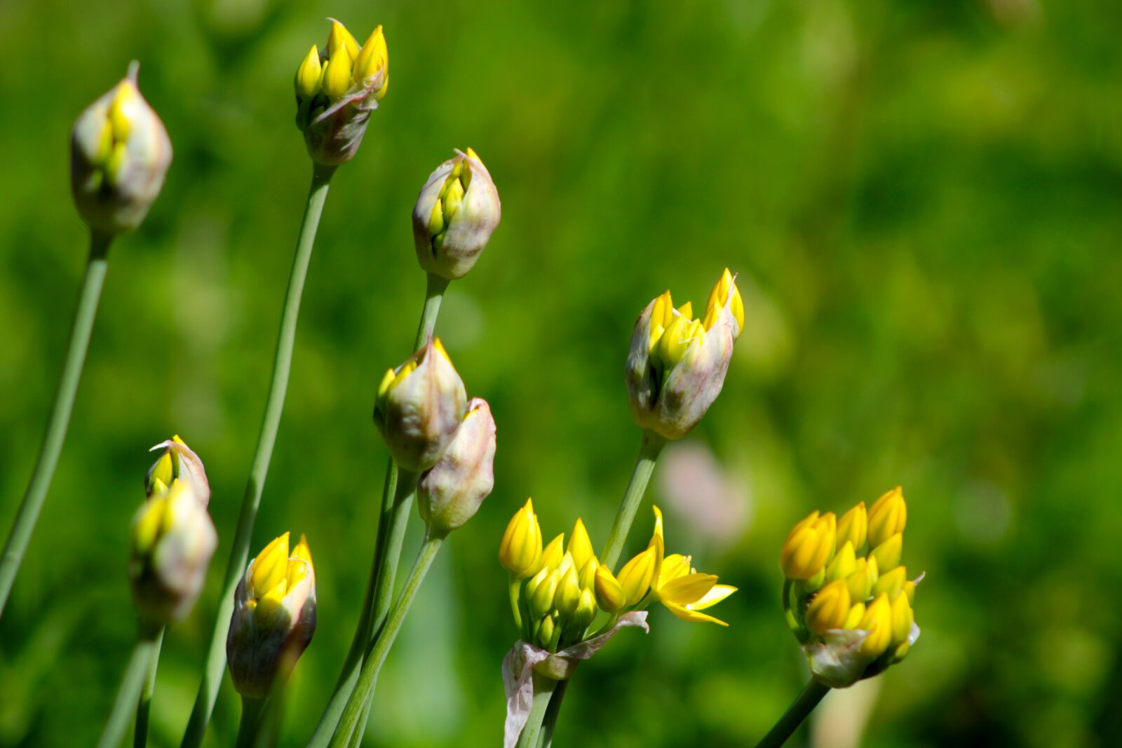 Canon EOS 2000D (EOS Rebel T7 / EOS Kiss X90 / EOS 1500D) sample photo. Ornamental onion, yellow, green photography