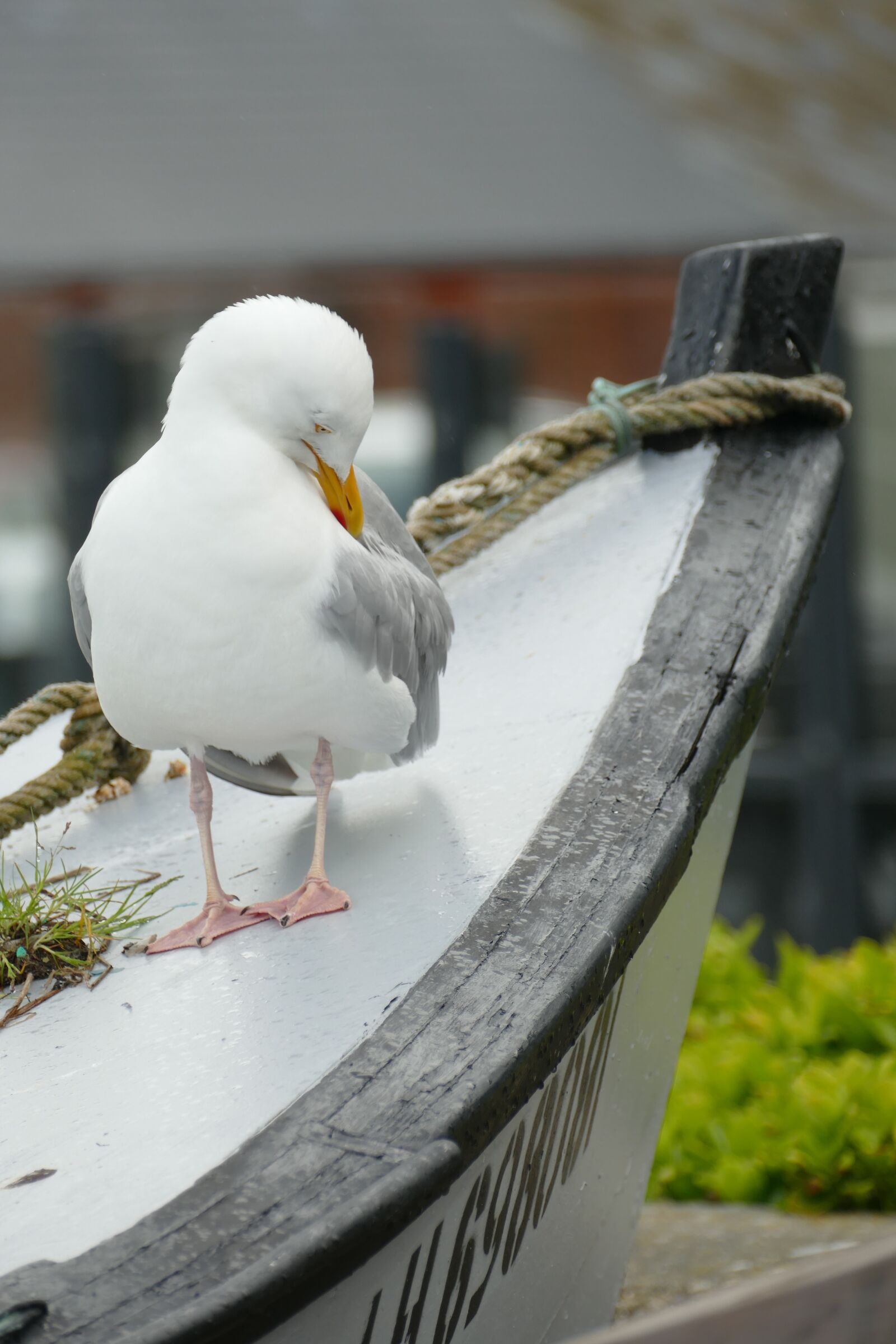 Panasonic Lumix DMC-FZ1000 sample photo. Seagull, bird, fauna photography