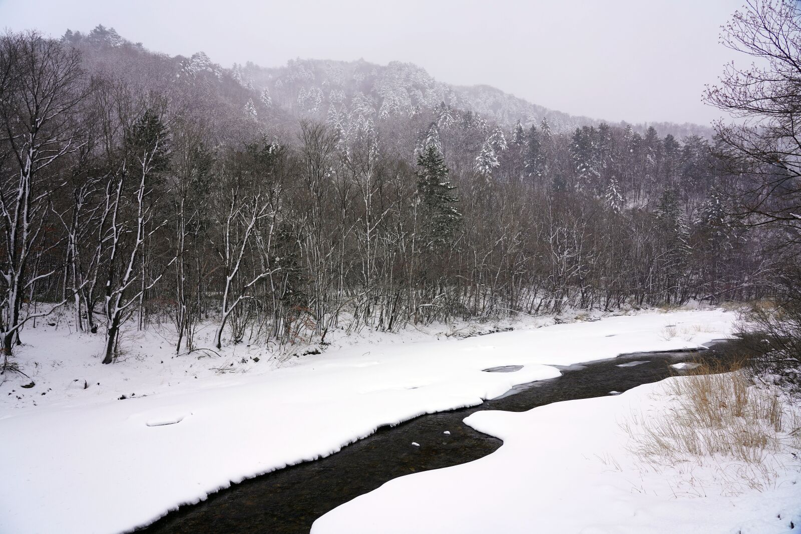Sony FE 24-105mm F4 G OSS sample photo. Snow, winter, pine photography