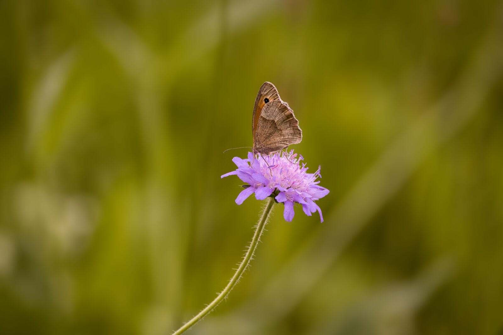 Nikon D750 sample photo. Butterfly, insect, flight insect photography
