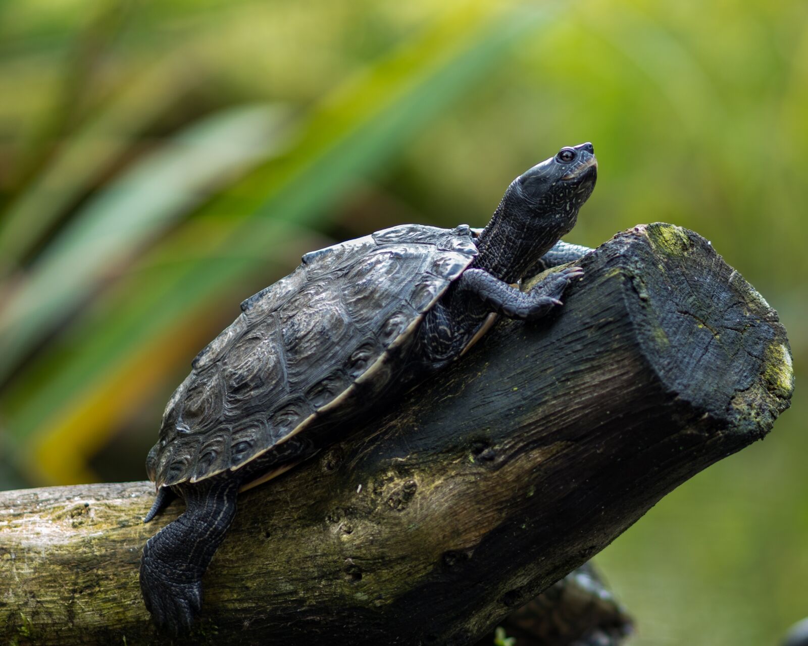 Olympus M.Zuiko Digital ED 75mm F1.8 sample photo. Water turtle, turtle, reptile photography