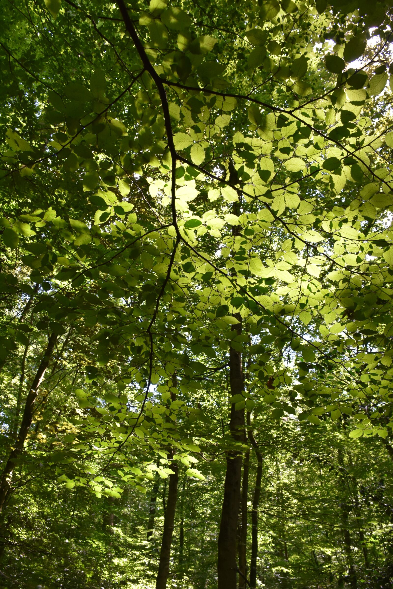 Nikon D7200 sample photo. Nature, green, animal photography