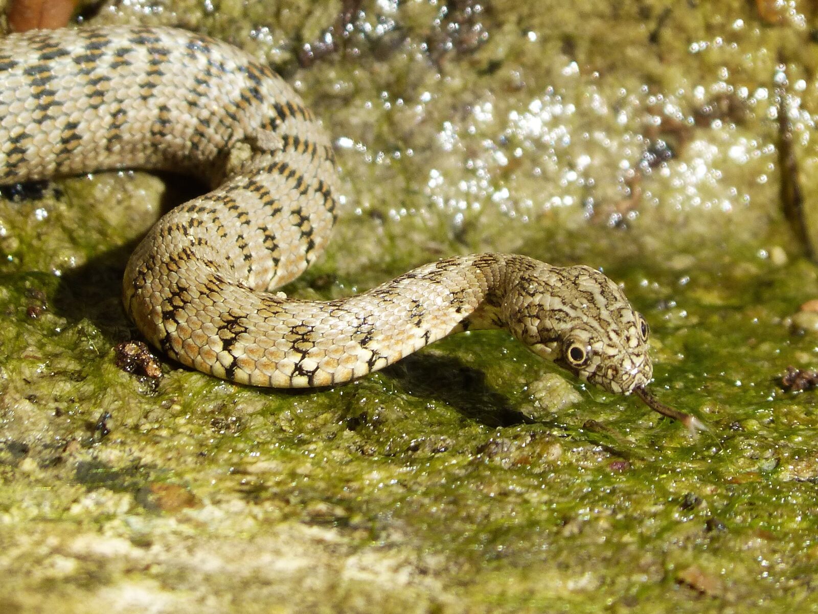 Panasonic DMC-FZ62 sample photo. Snake, water snake, raft photography