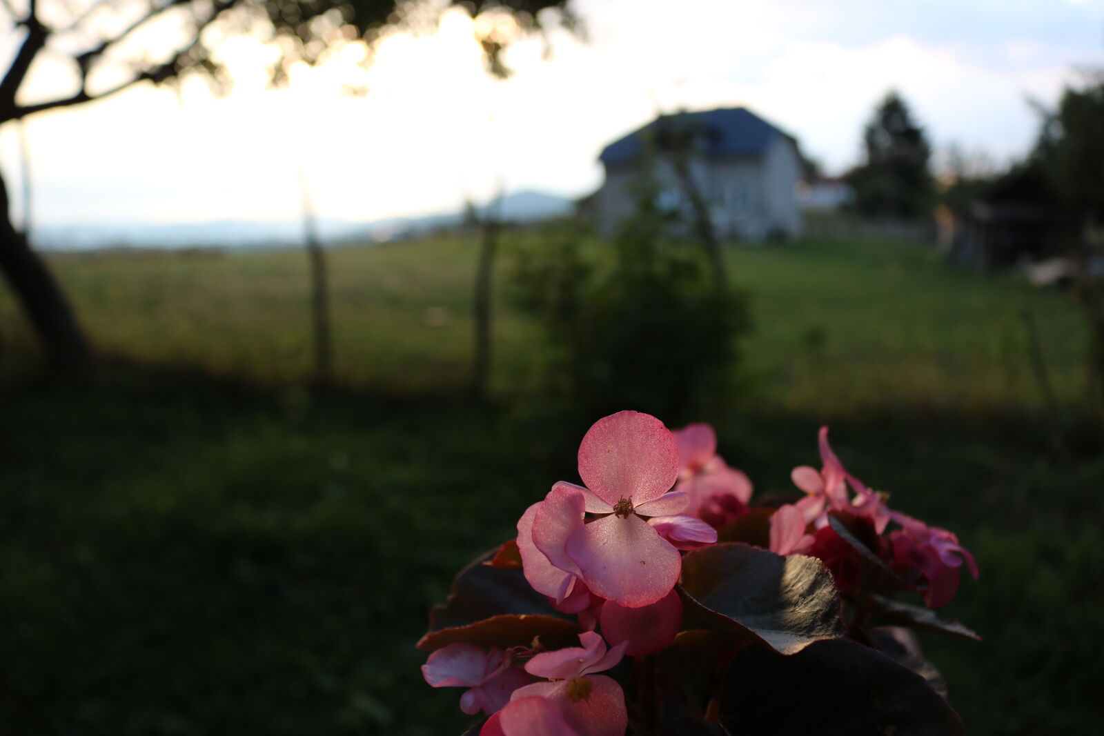Canon EOS 750D (EOS Rebel T6i / EOS Kiss X8i) sample photo