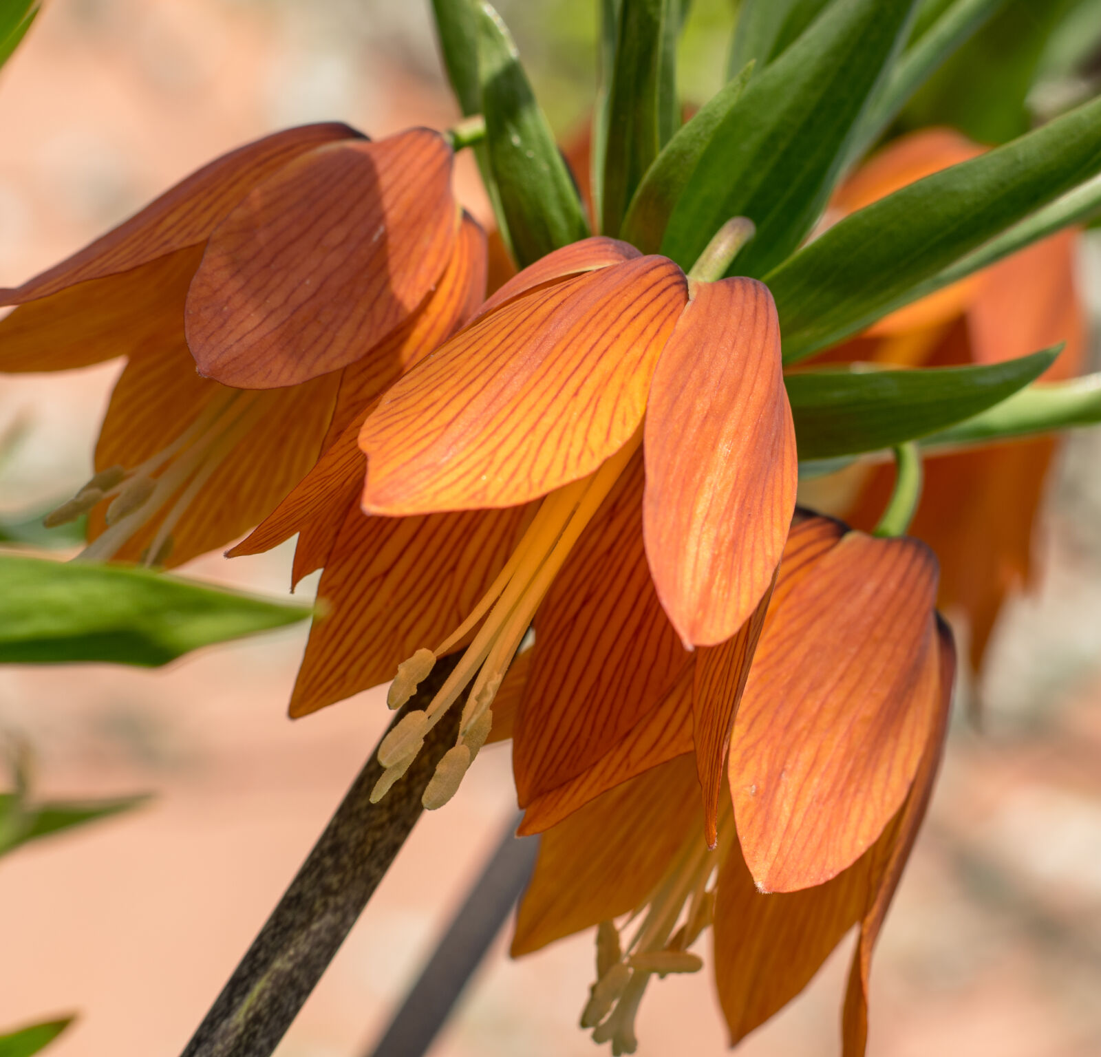 Nikon AF-S Nikkor 50mm F1.8G sample photo. Flower, fritillaria, imperialis, green photography