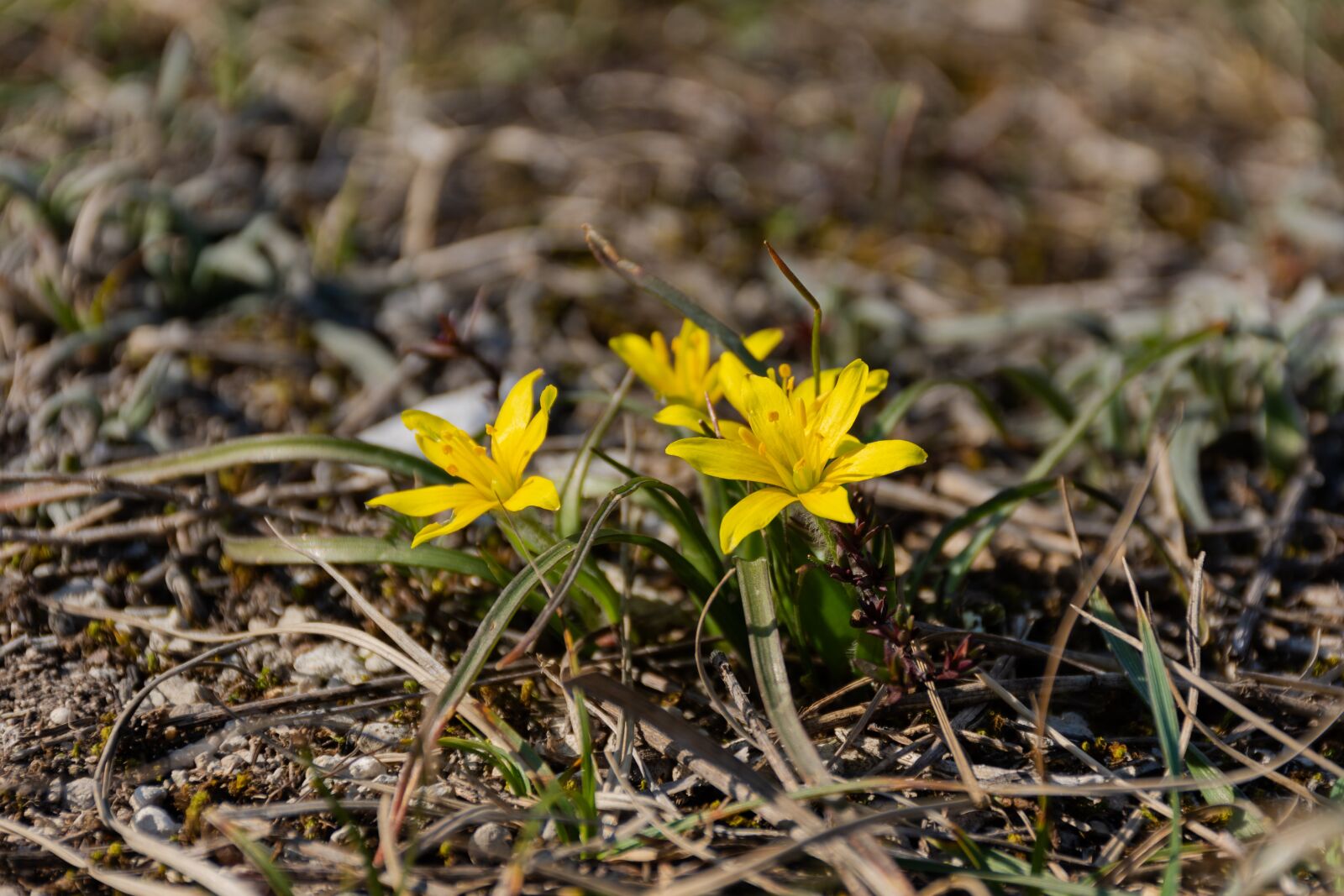 Nikon D7200 sample photo. Yellow primroses, yellow flowers photography