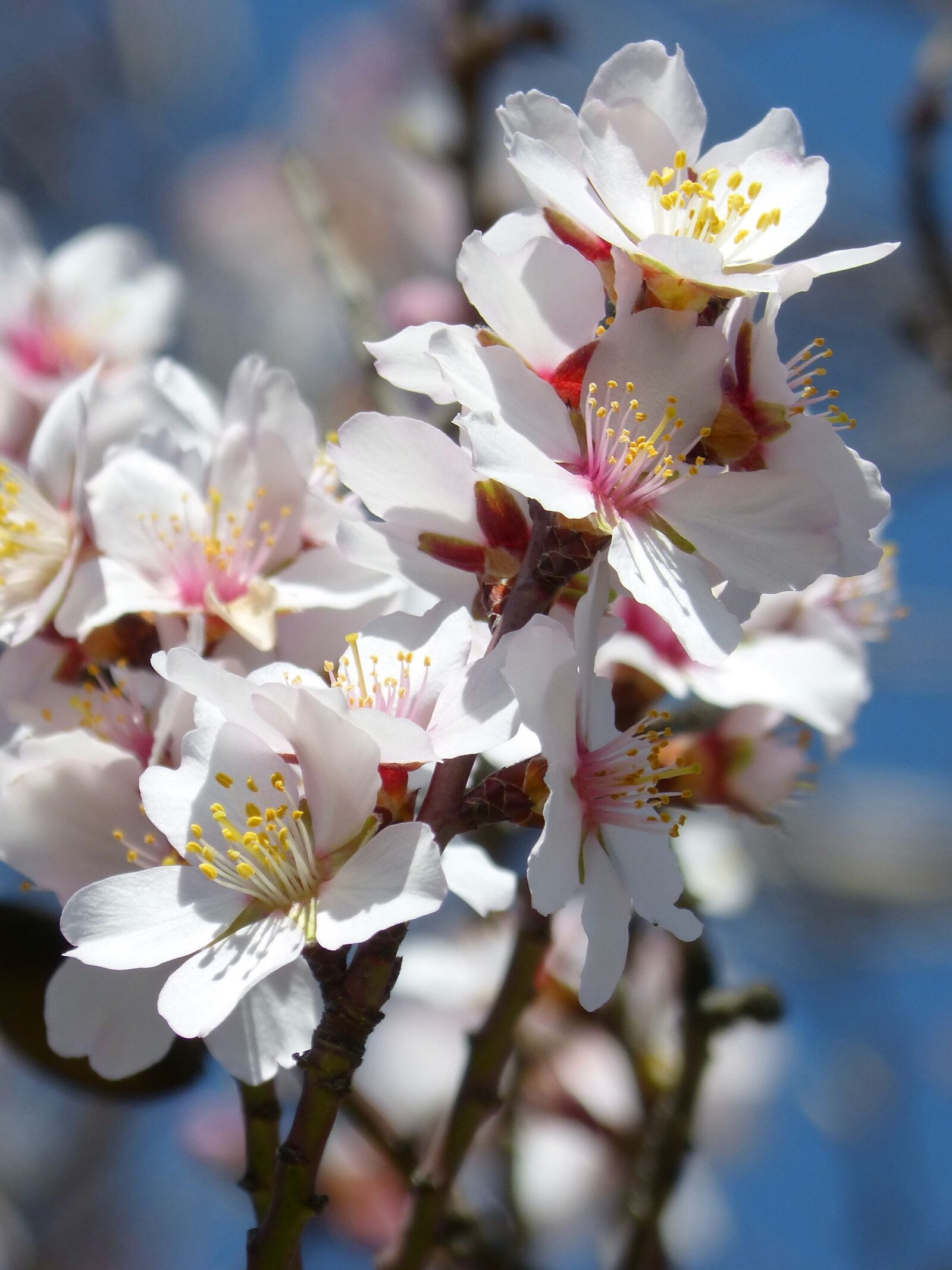 Panasonic DMC-FZ62 sample photo. Almond tree in blossom photography