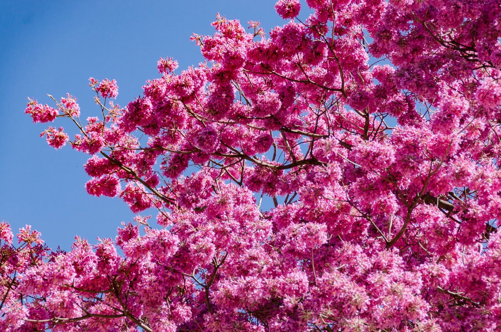 Nikon D7000 sample photo. Flowers, spring, nature photography