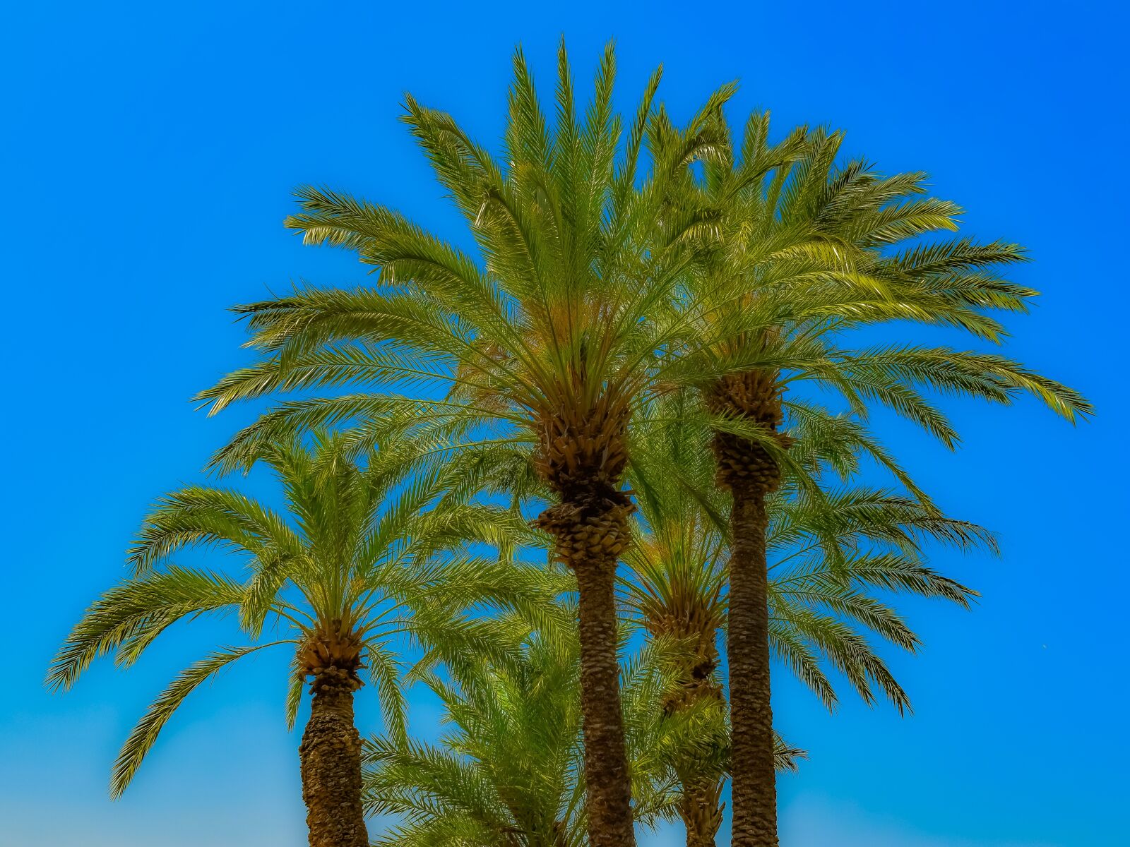 Nikon D3300 sample photo. Palm, tropical, paradise photography