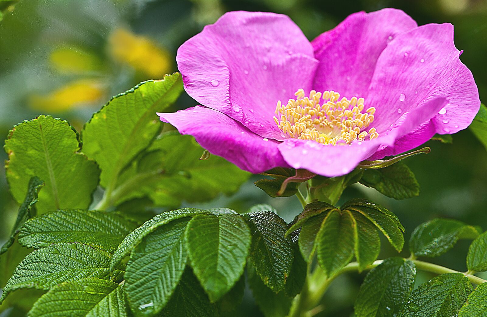 Canon EOS 5D Mark II sample photo. Flower, rose, wild rose photography
