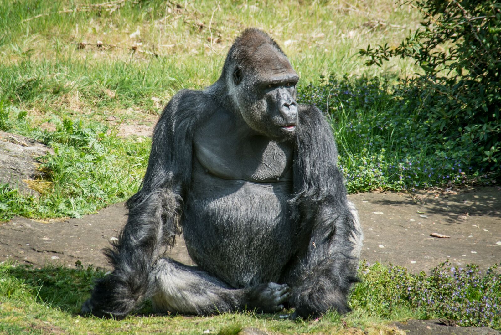 Nikon D610 sample photo. Ape, monkey, mammal photography