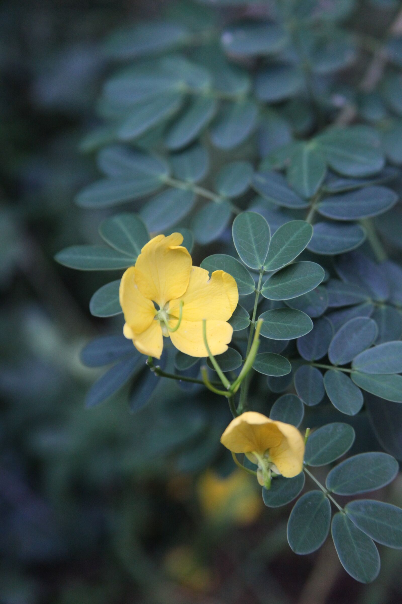 Canon EOS 5D Mark II sample photo. Flower, nature, bloom photography