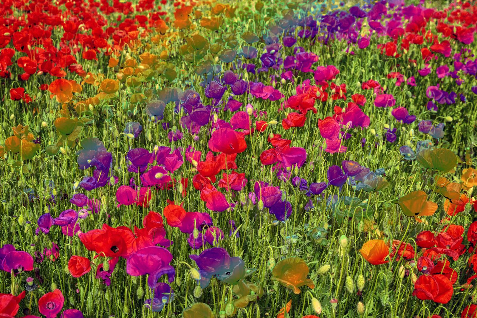 Nikon D3300 sample photo. Poppy, poppy field, nature photography