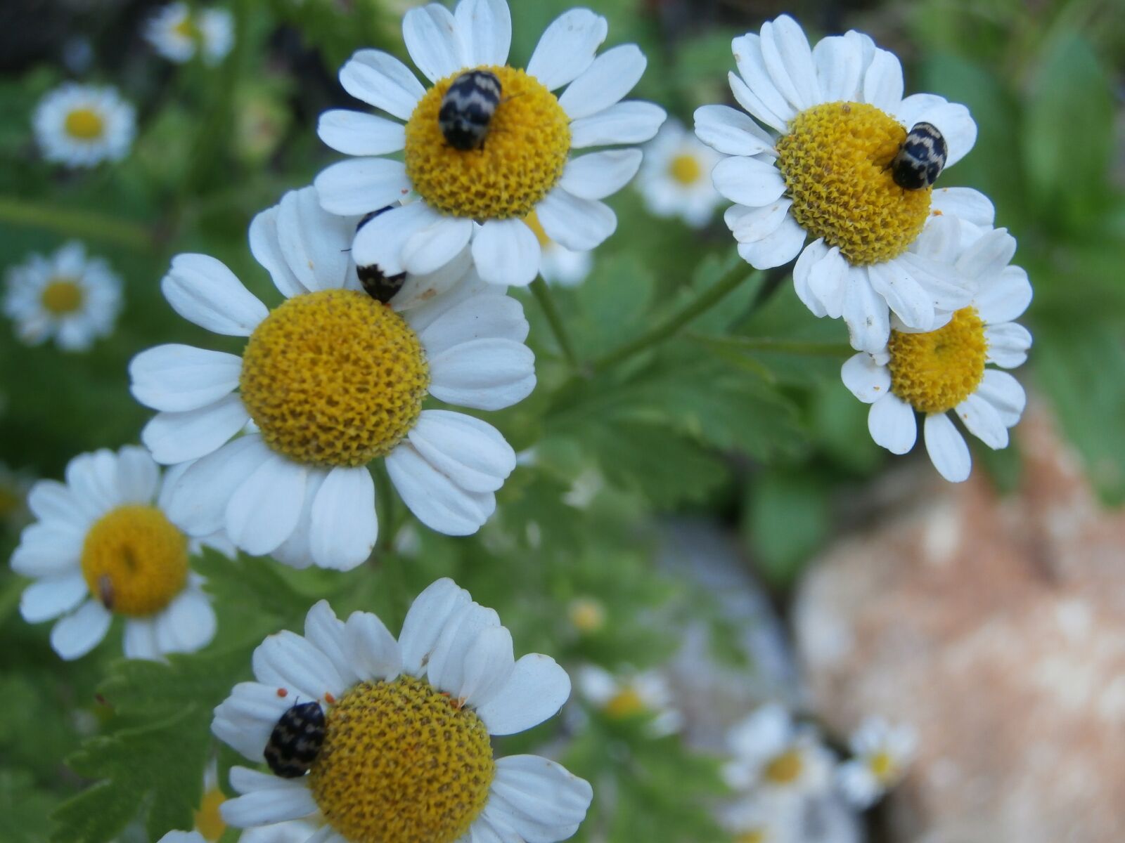 Olympus VR340,D750 sample photo. Chamomile, insects, white flowers photography