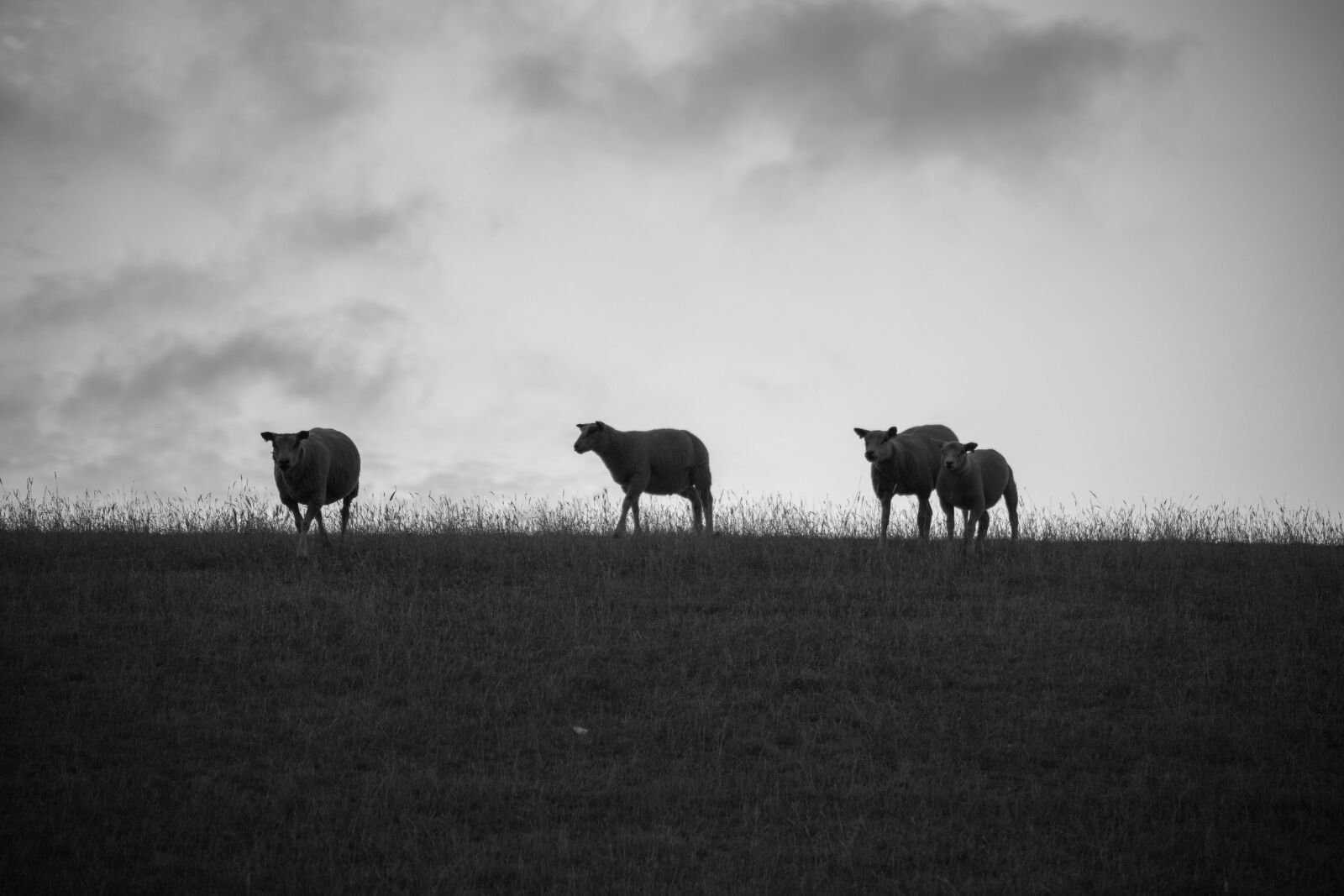 Canon EOS 6D Mark II sample photo. Sheep, zeedijk, friesland photography