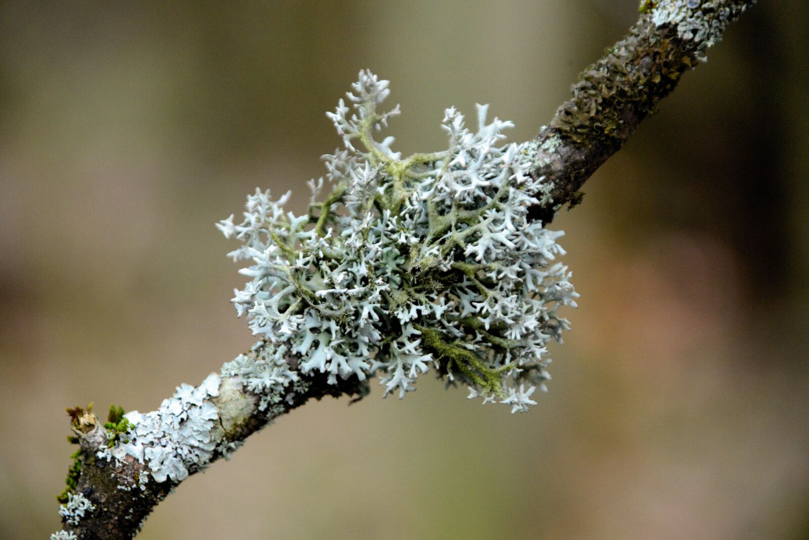 Nikon D610 sample photo. Lichen, tree braid, branch photography