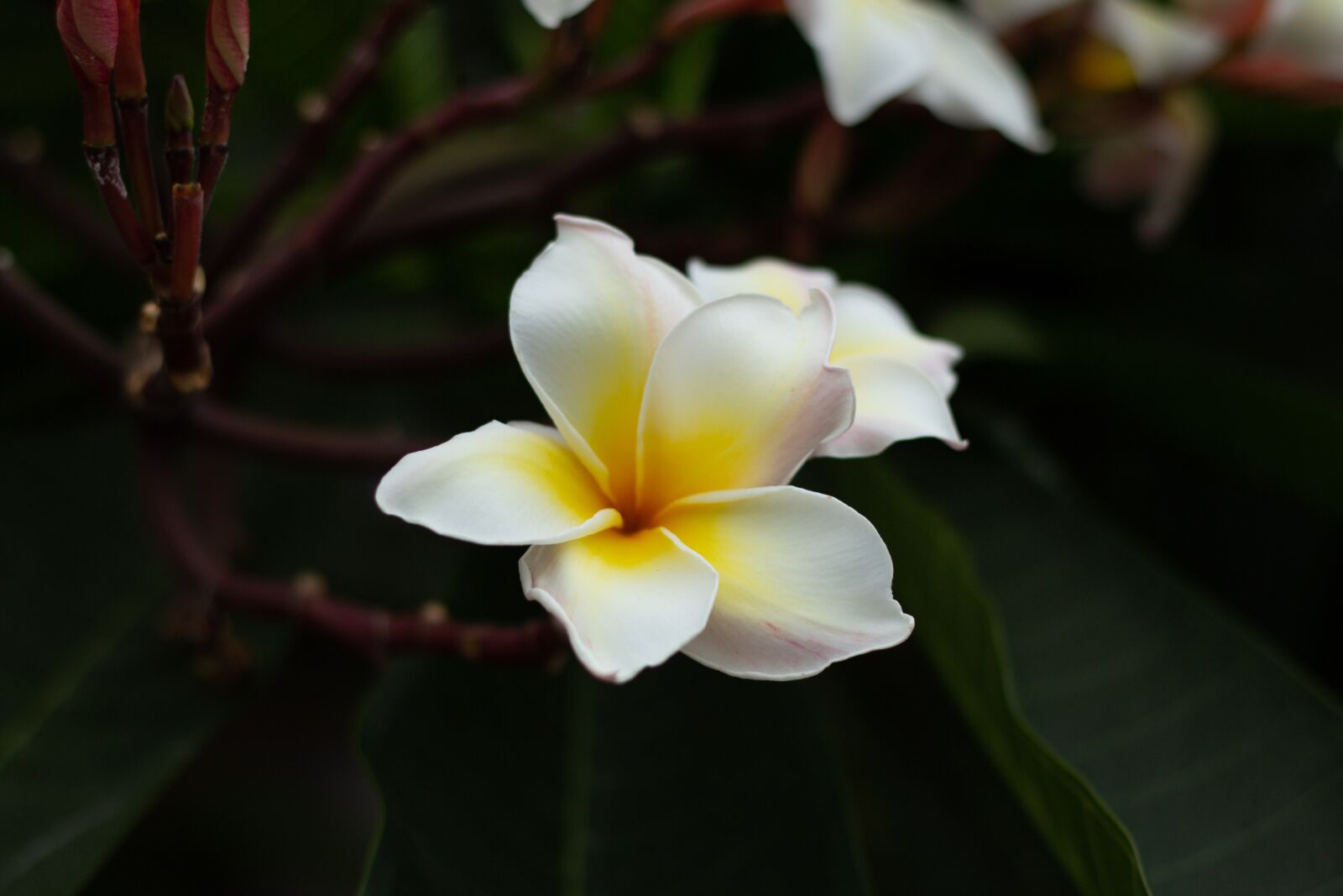 Canon EOS 700D (EOS Rebel T5i / EOS Kiss X7i) + Canon EF 50mm F1.8 STM sample photo. More information, bali, yellow photography