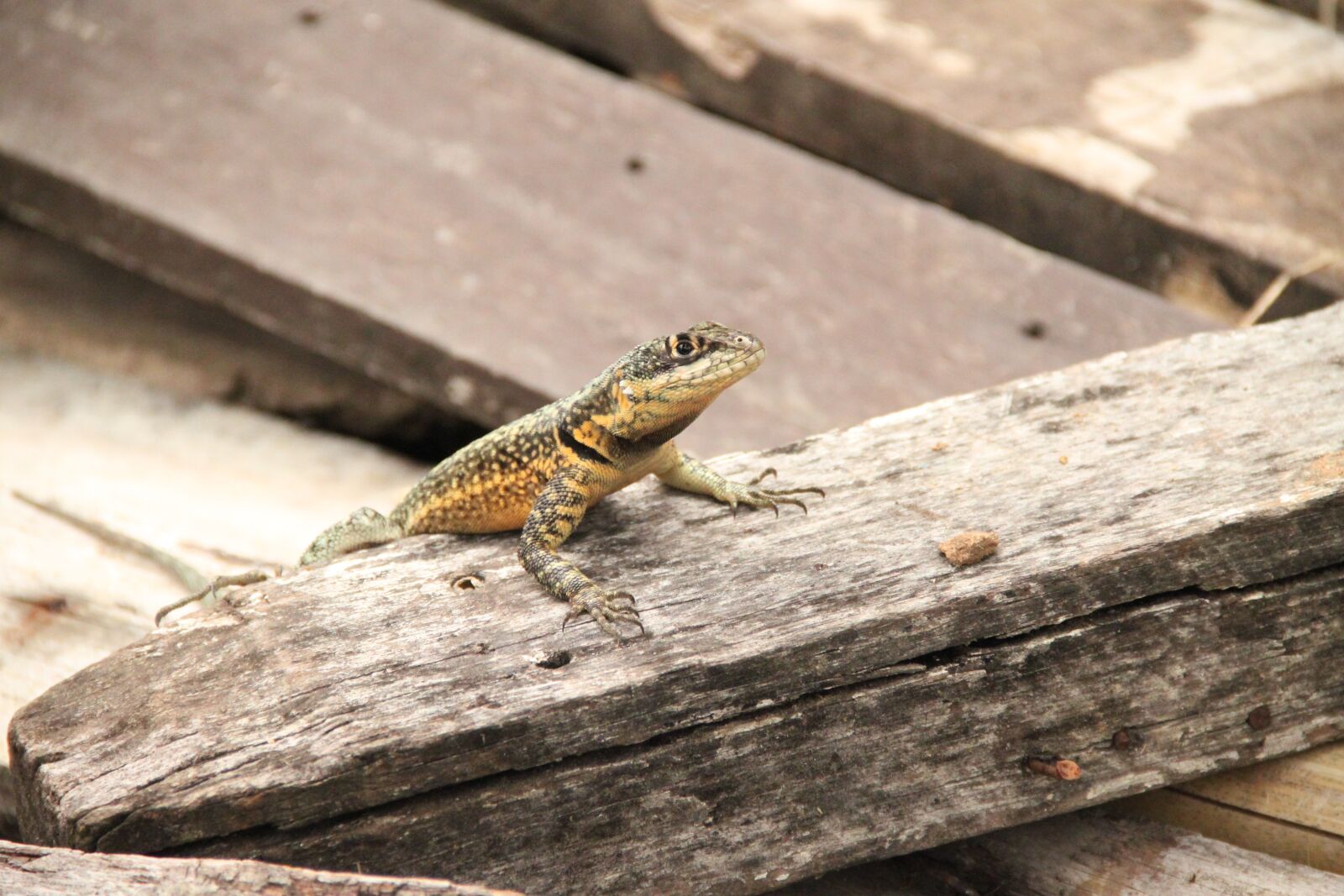 Canon EOS 500D (EOS Rebel T1i / EOS Kiss X3) sample photo. Lizard, salamander, reptile photography