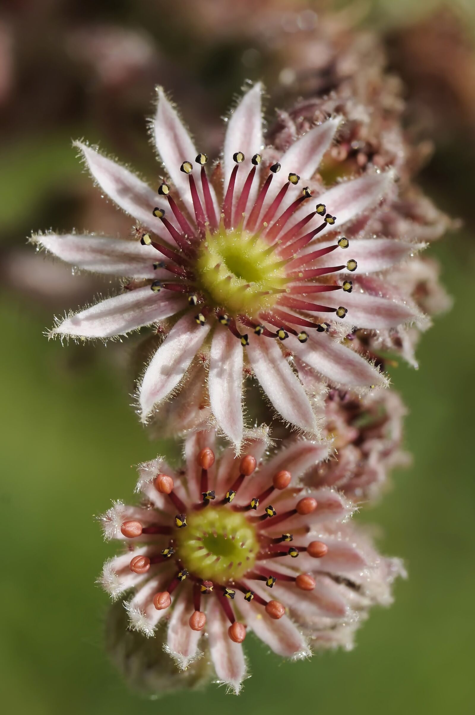 Canon EOS 1000D (EOS Digital Rebel XS / EOS Kiss F) sample photo. Nature, flower, close up photography