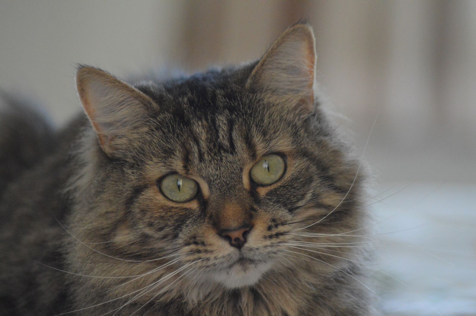 Nikon D3200 sample photo. Cat, tabby, animal photography