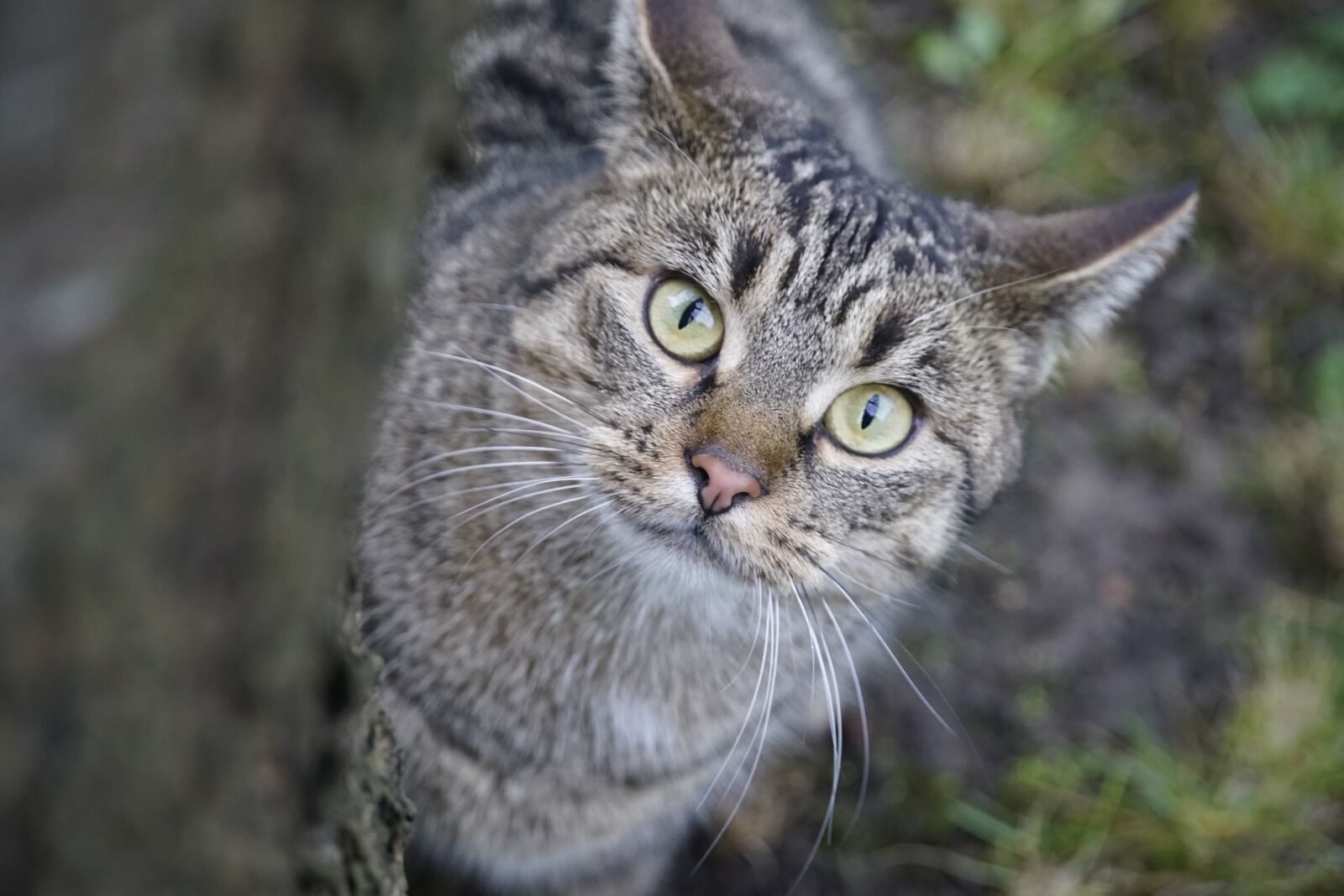Sony a7R II + Sony E PZ 18-105mm F4 G OSS sample photo. Peekaboo, cat, tree photography
