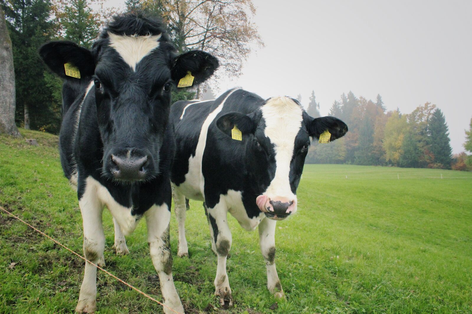 Canon EOS 600D (Rebel EOS T3i / EOS Kiss X5) sample photo. Cows, two cows, dairy photography