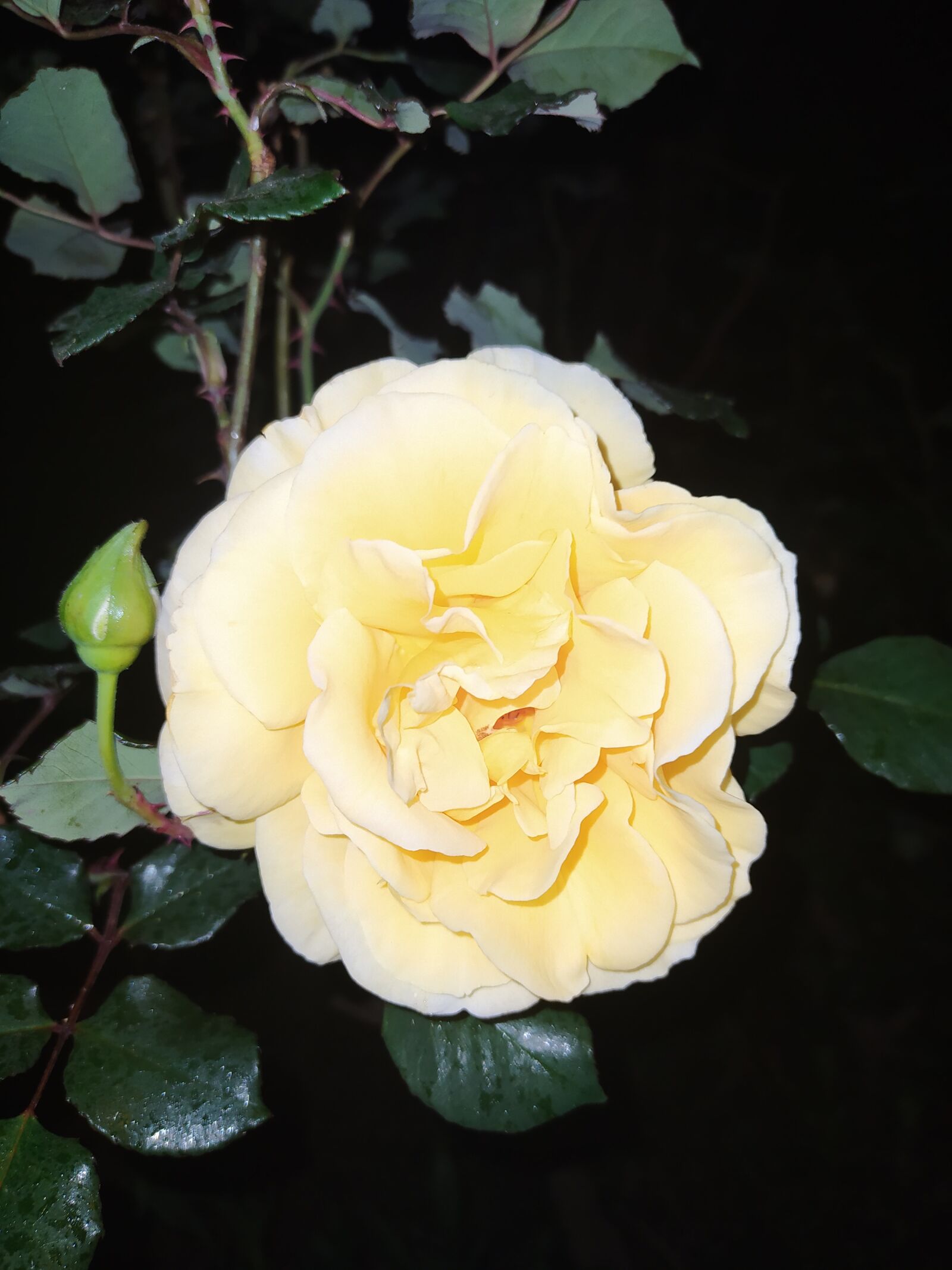 Xiaomi Redmi Note 8 sample photo. Rose, yellow, flower photography