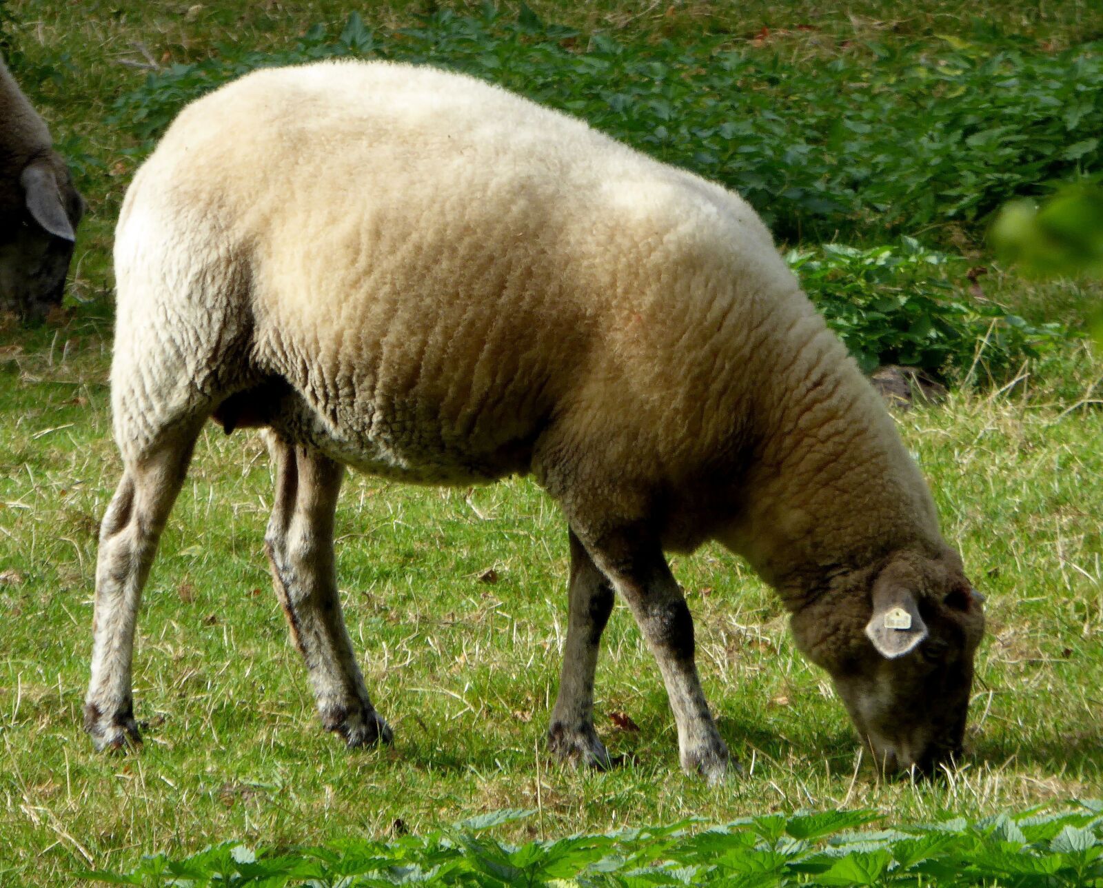 Panasonic DMC-TZ61 sample photo. Sheep, graze, wool photography