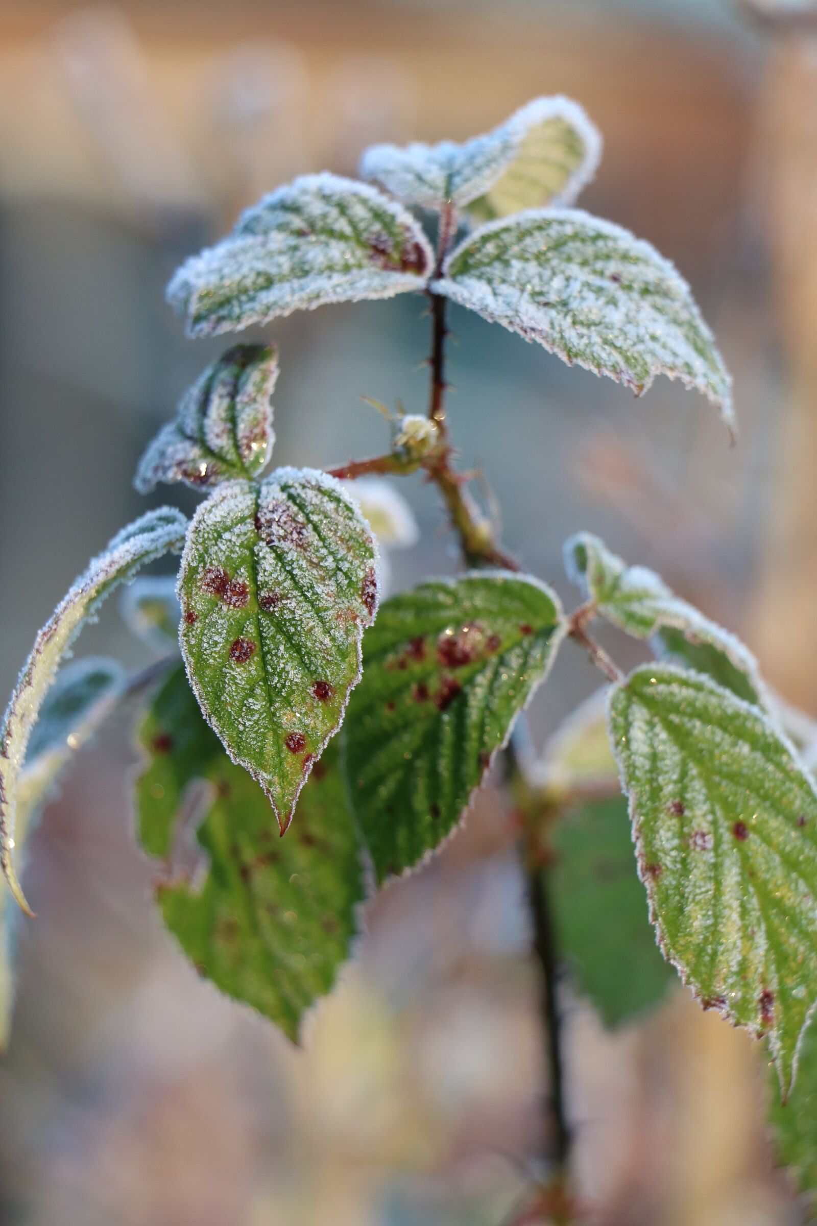Canon EOS 750D (EOS Rebel T6i / EOS Kiss X8i) sample photo. Frost, winter, cold photography